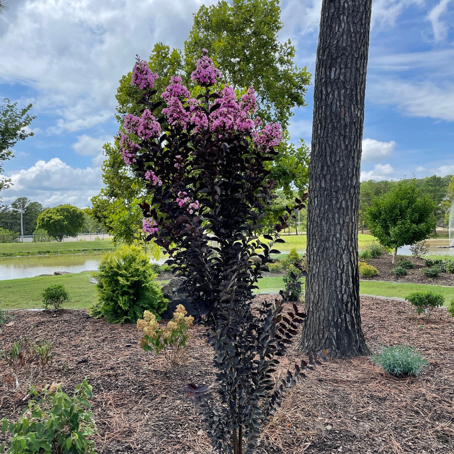 Southern Planters CRMLSK03G trees - View #4