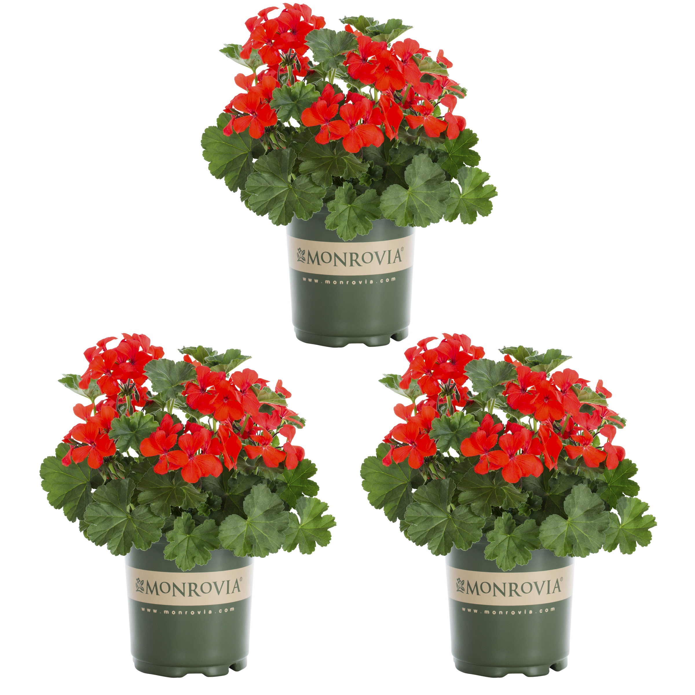 Monrovia 4846 Red Geranium in 2 Quart(s) Pot 3 -Pack