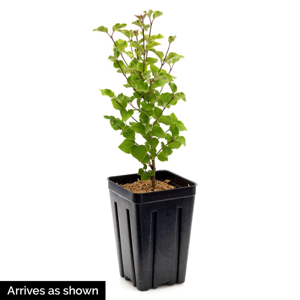 Gardens Alive! 77736 shrubs - View #4