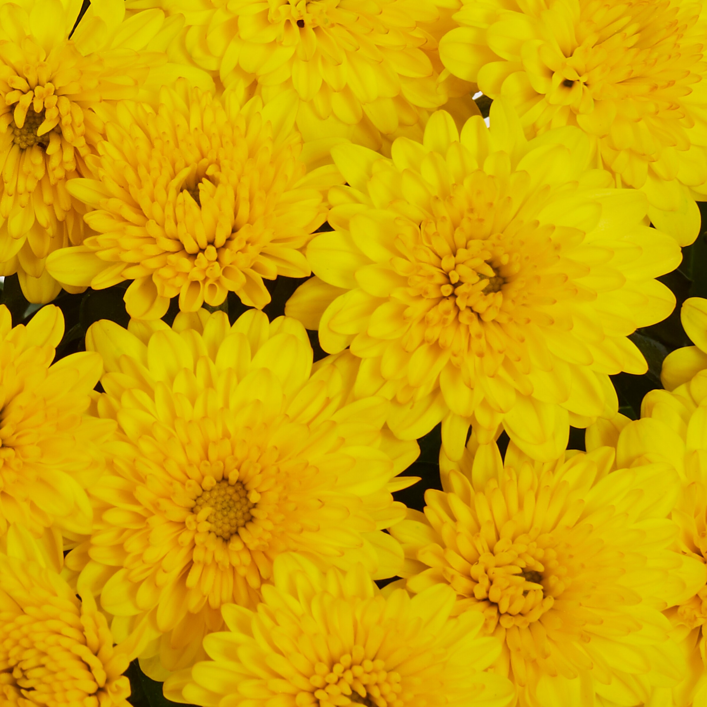 Metrolina Greenhouses 5207 annuals - View #4