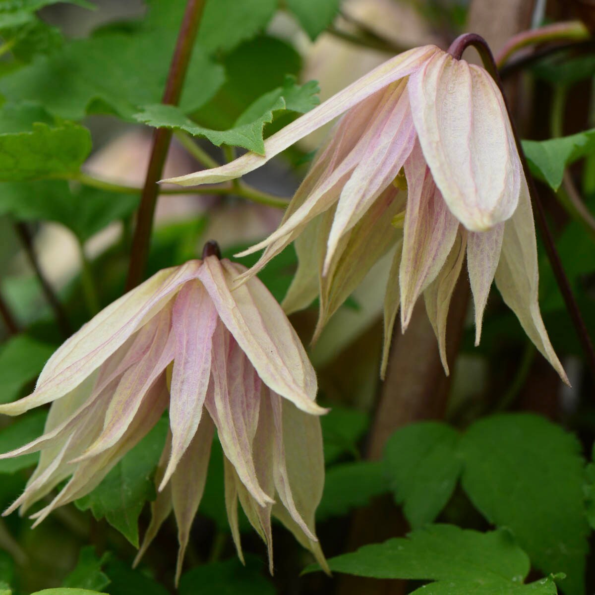 Pink Swing Clematis Vine Plants, Bulbs & Seeds at Lowes.com