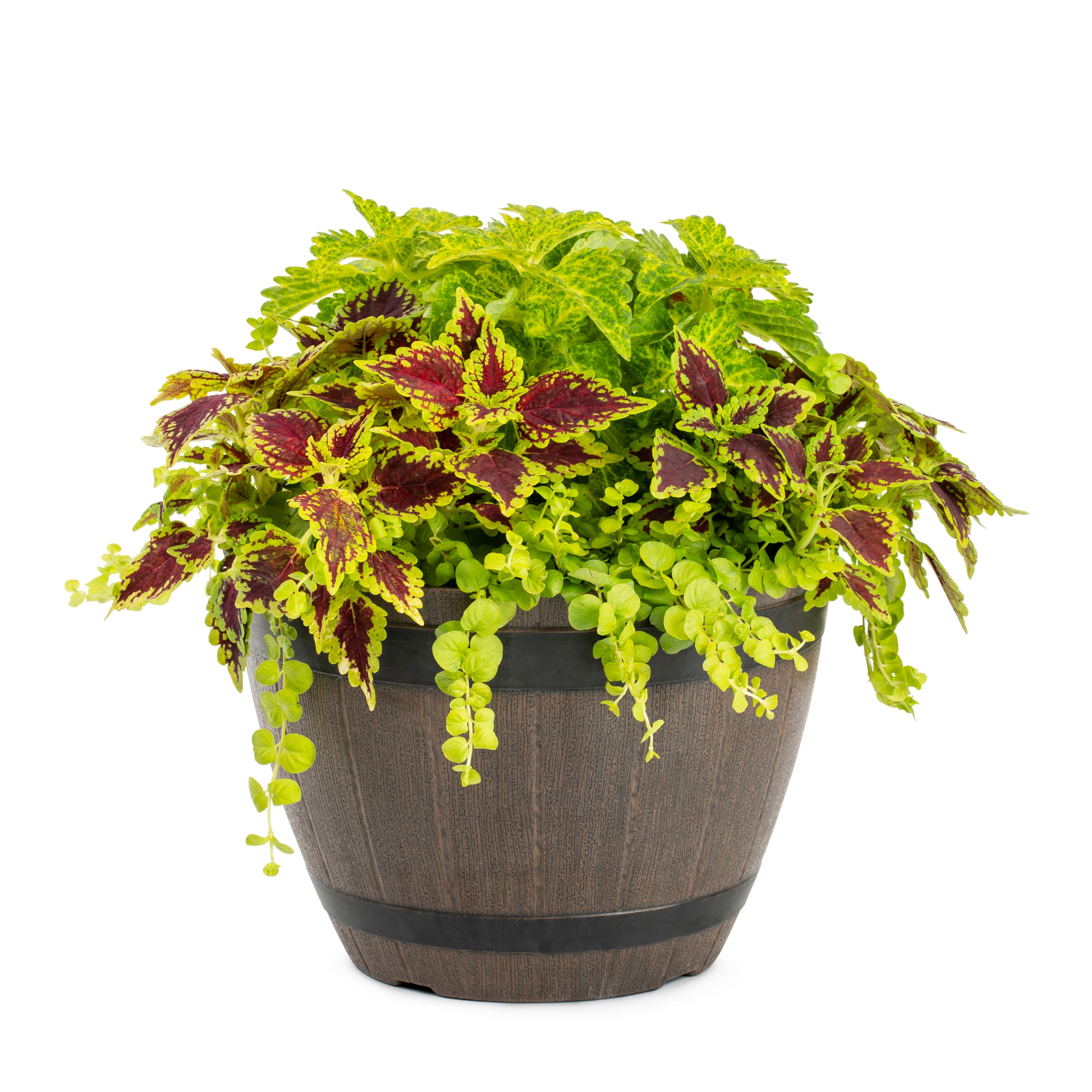 Lowe's NURSERY Multicolor Mixed Annuals Combo in 2.5-Gallon Planter