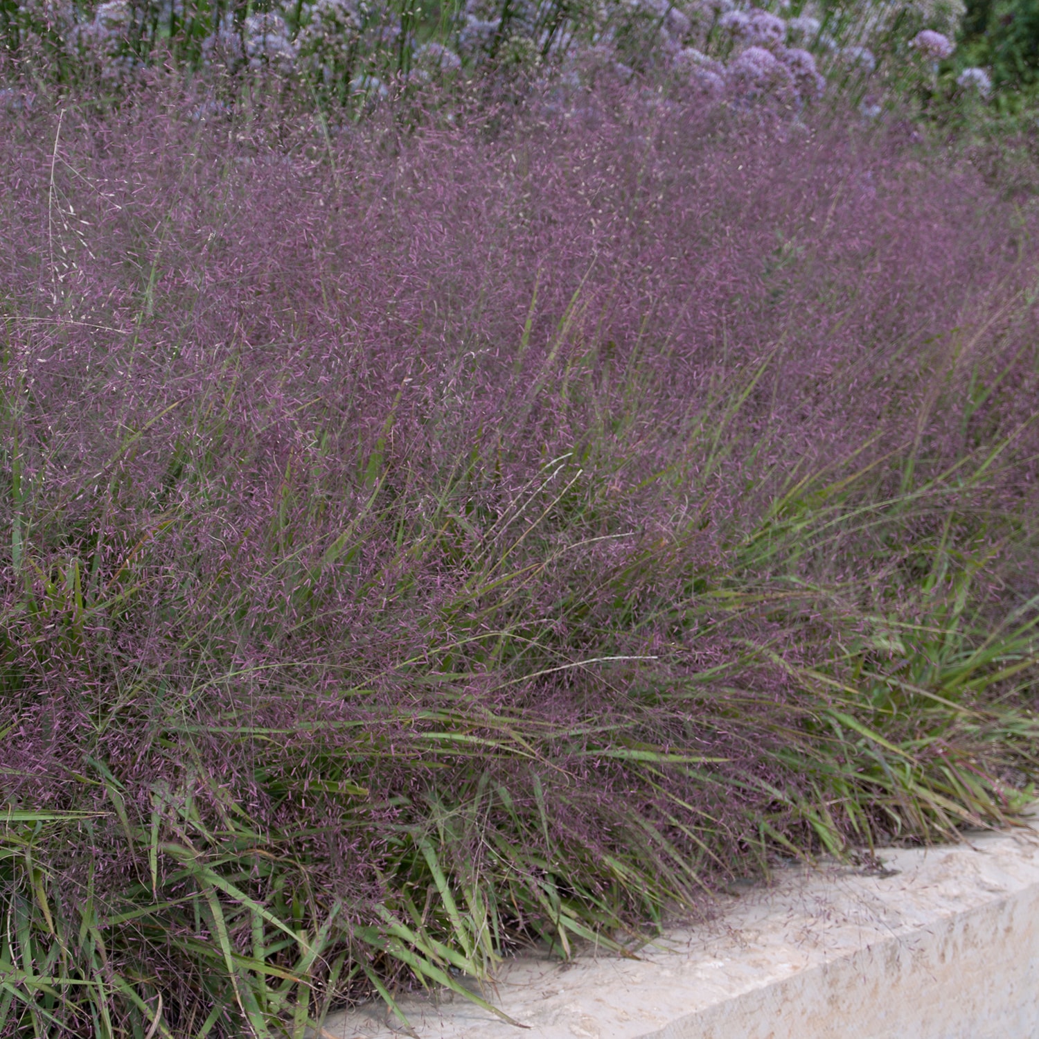Spring Hill Nurseries 65231 Ornamental-Grasses - View #2