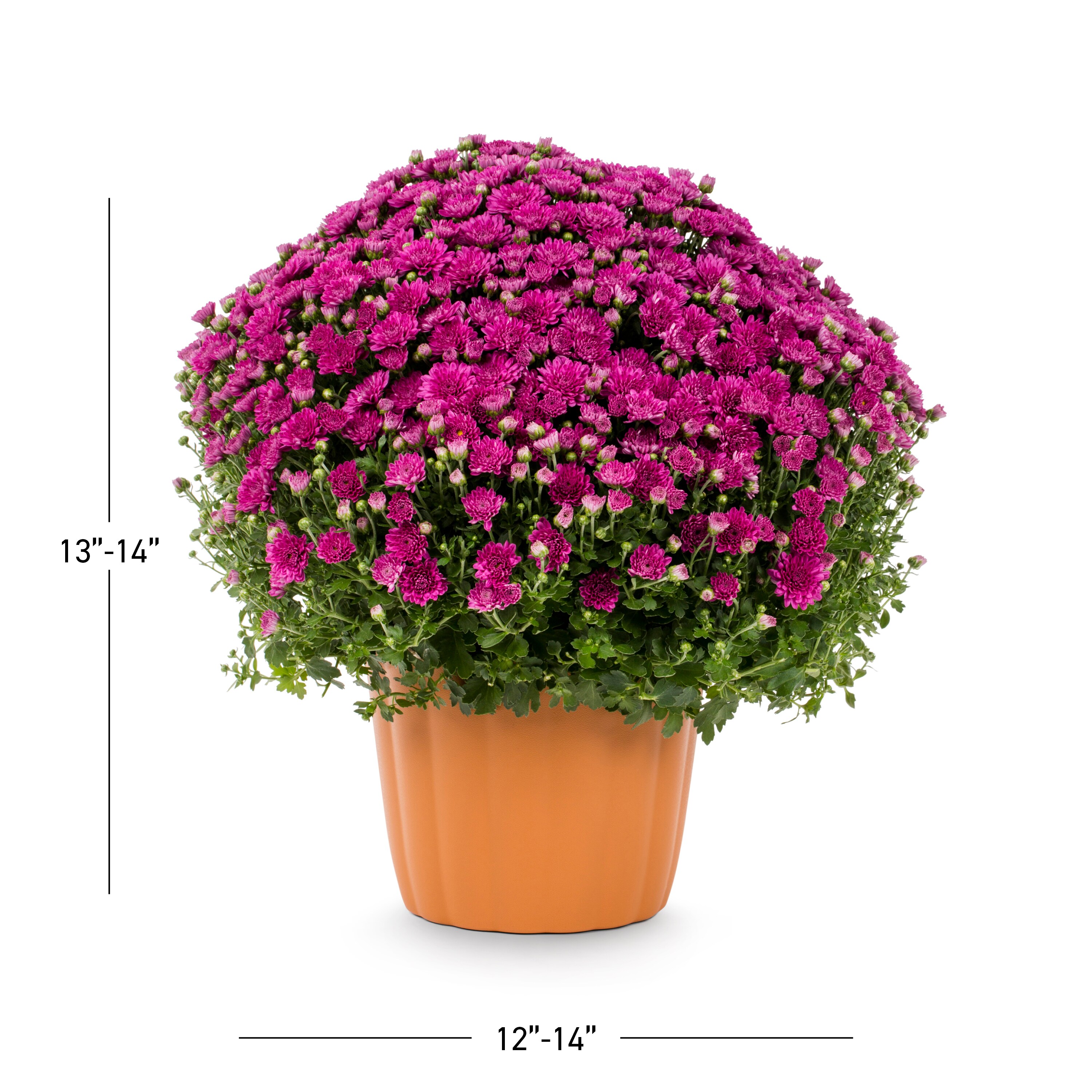 Lowe's NURSERY annuals - View #3