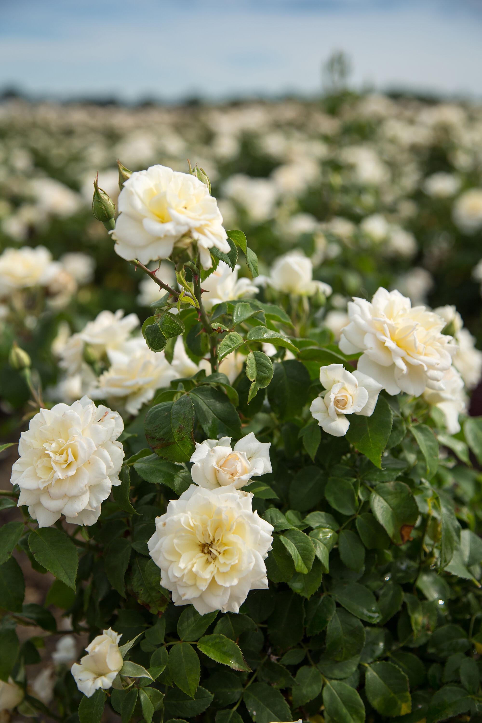 Lowe's NURSERY roses - View #3