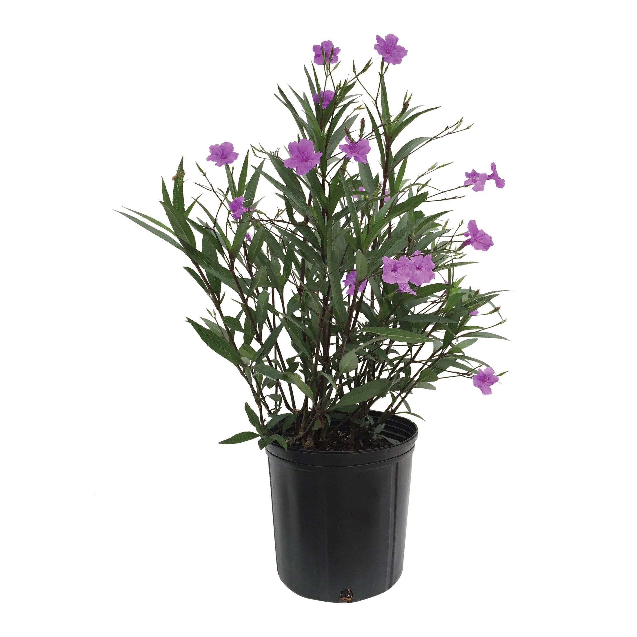 Nature's Way Farms 10 -in Purple Ruellia Mexican Petunia 1 -Pack