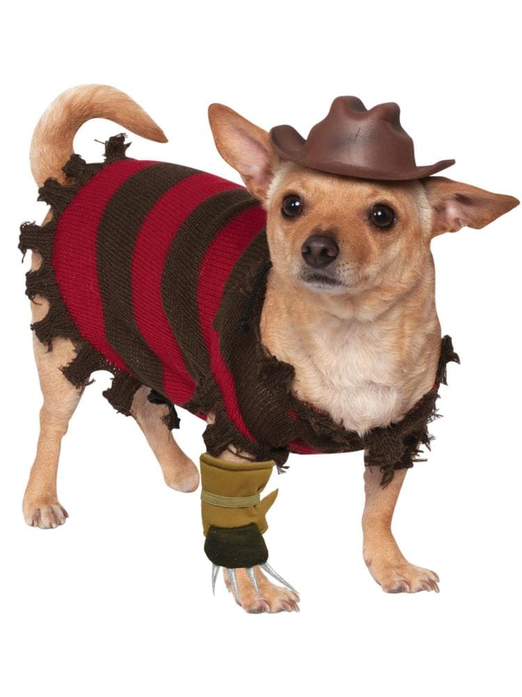 Street style spring outfit - chihuahua in 2023