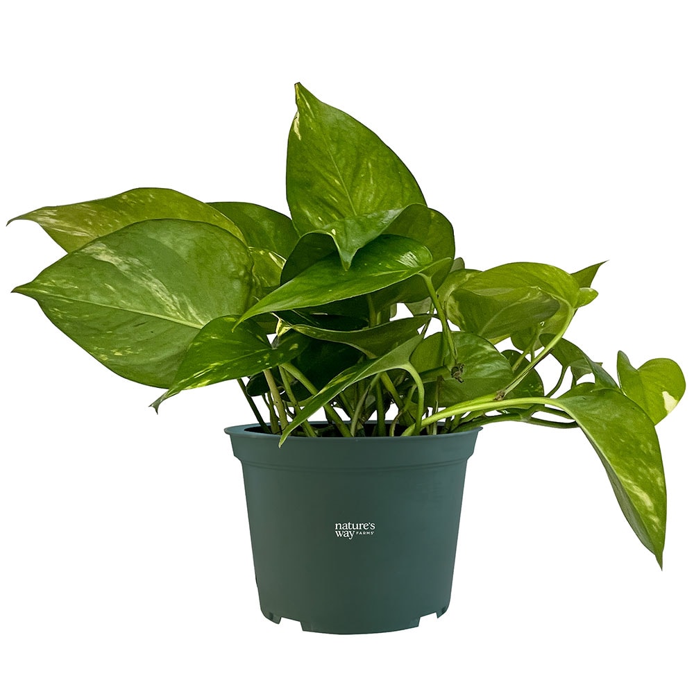  2077 Yellow Golden Pothos House plant in 6 Inch(es) Pot 1 -Pack
