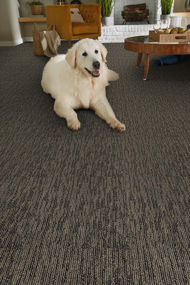 STAINMASTER DL045-113 Carpet-Panel - View #2