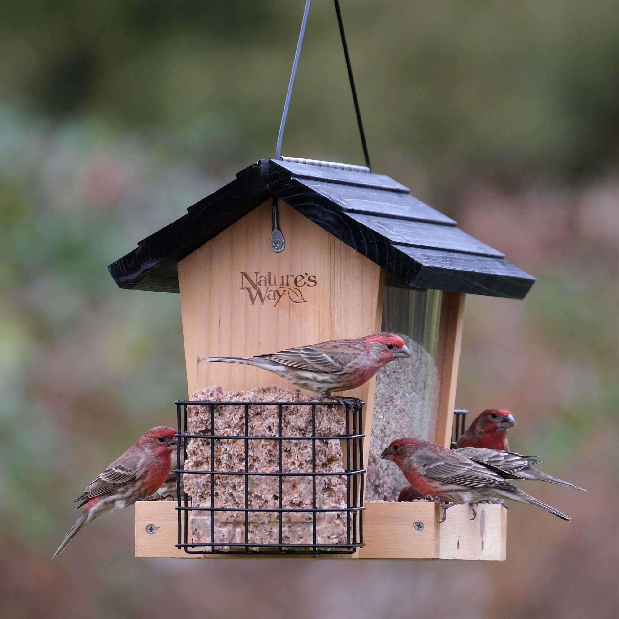 Nature's Way CWF19-CP1 Bird-Feeders - View #9