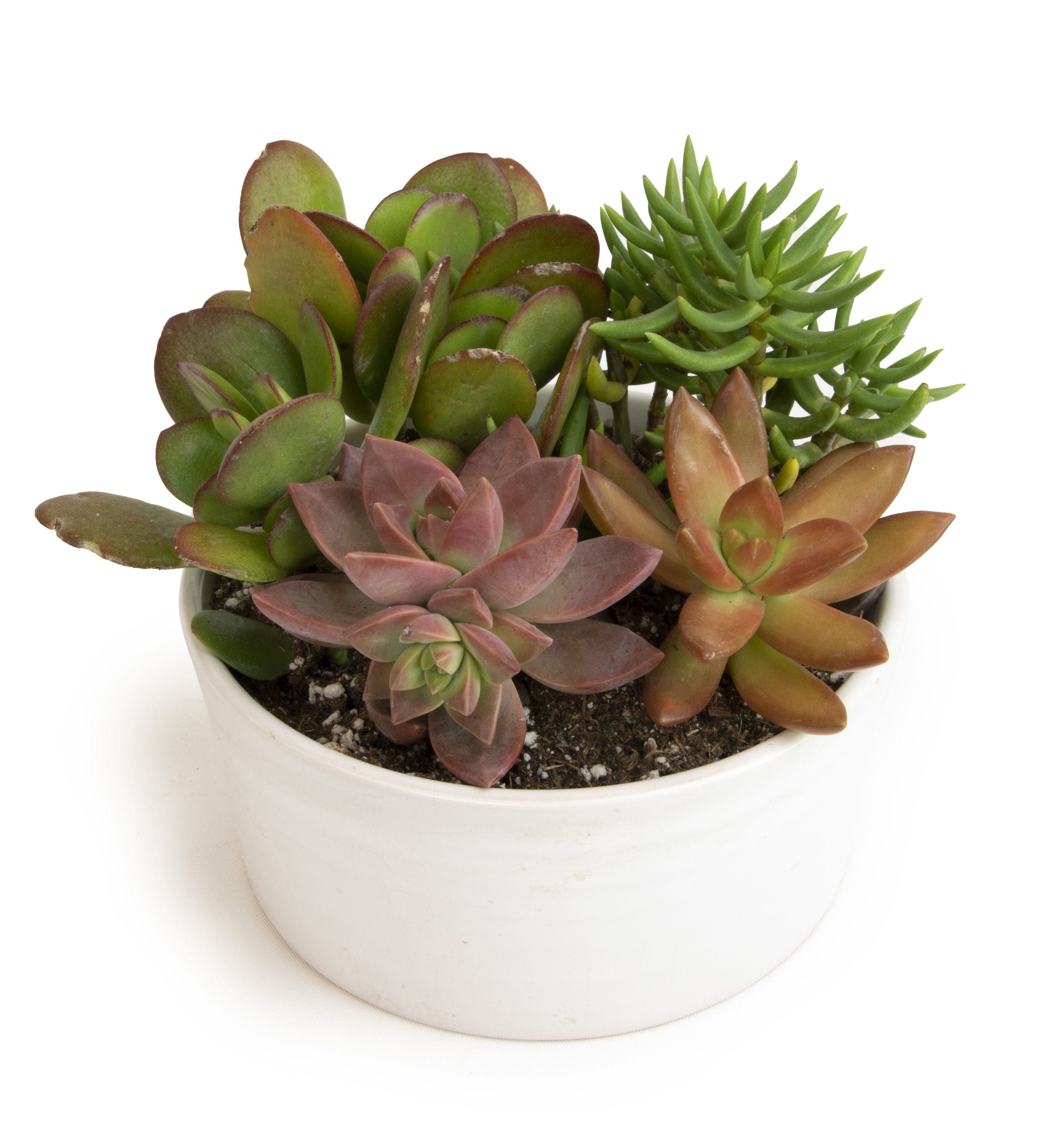 Altman Plants Succulent Garden in 5-in Pot in the Succulents department ...