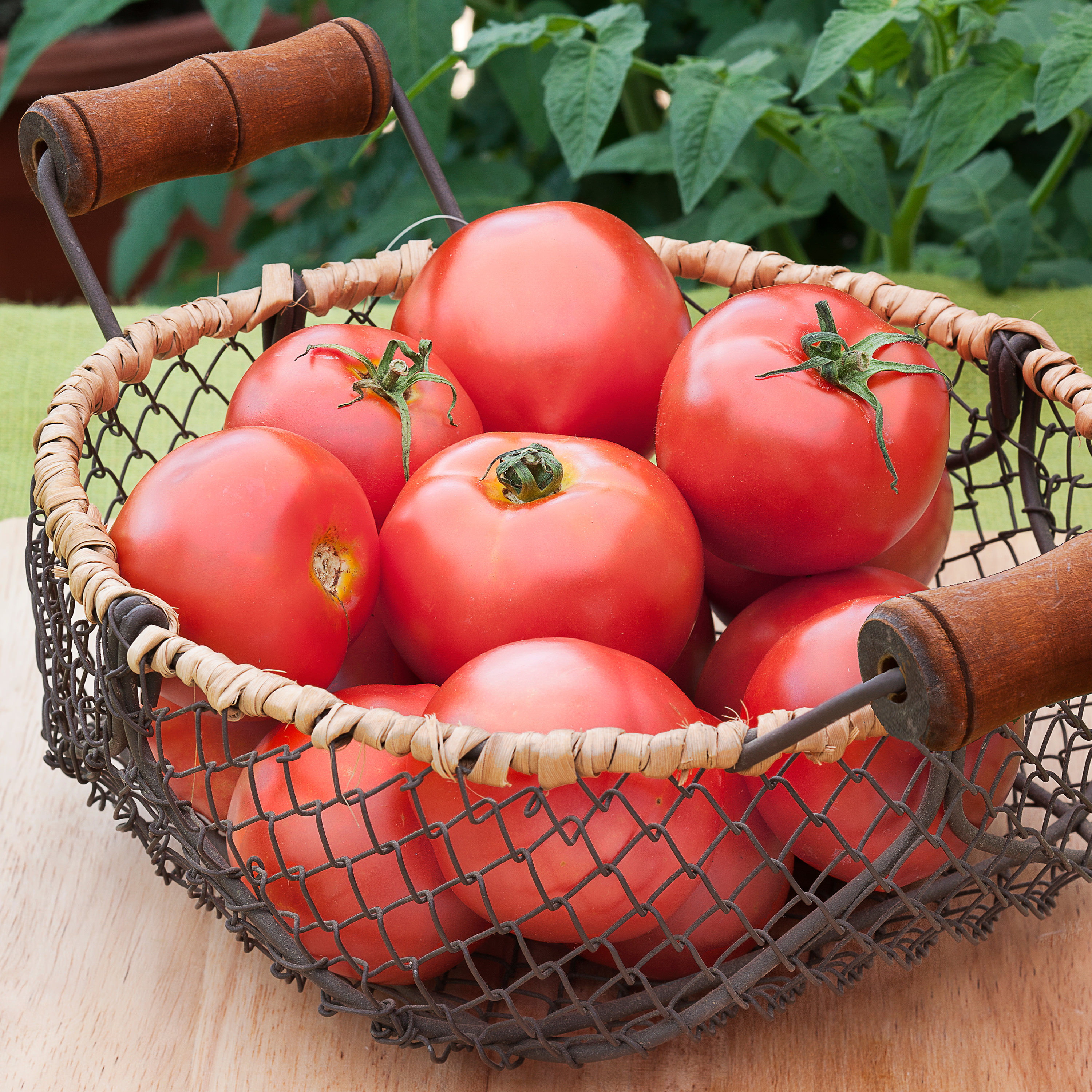 Bonnie Plants 202051 Vegetable-Plants - View #3