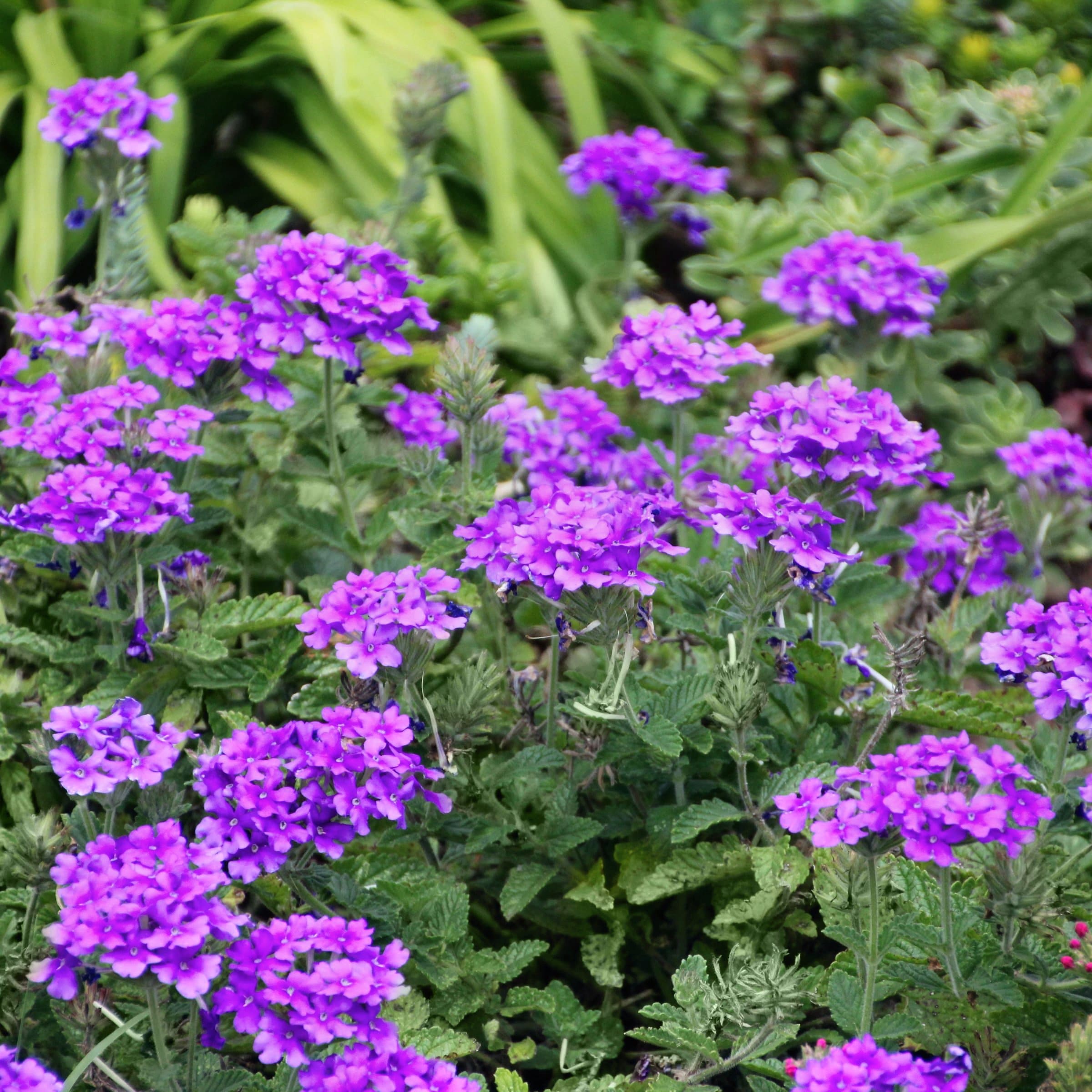 National Plant Network LW2190 annuals - View #6