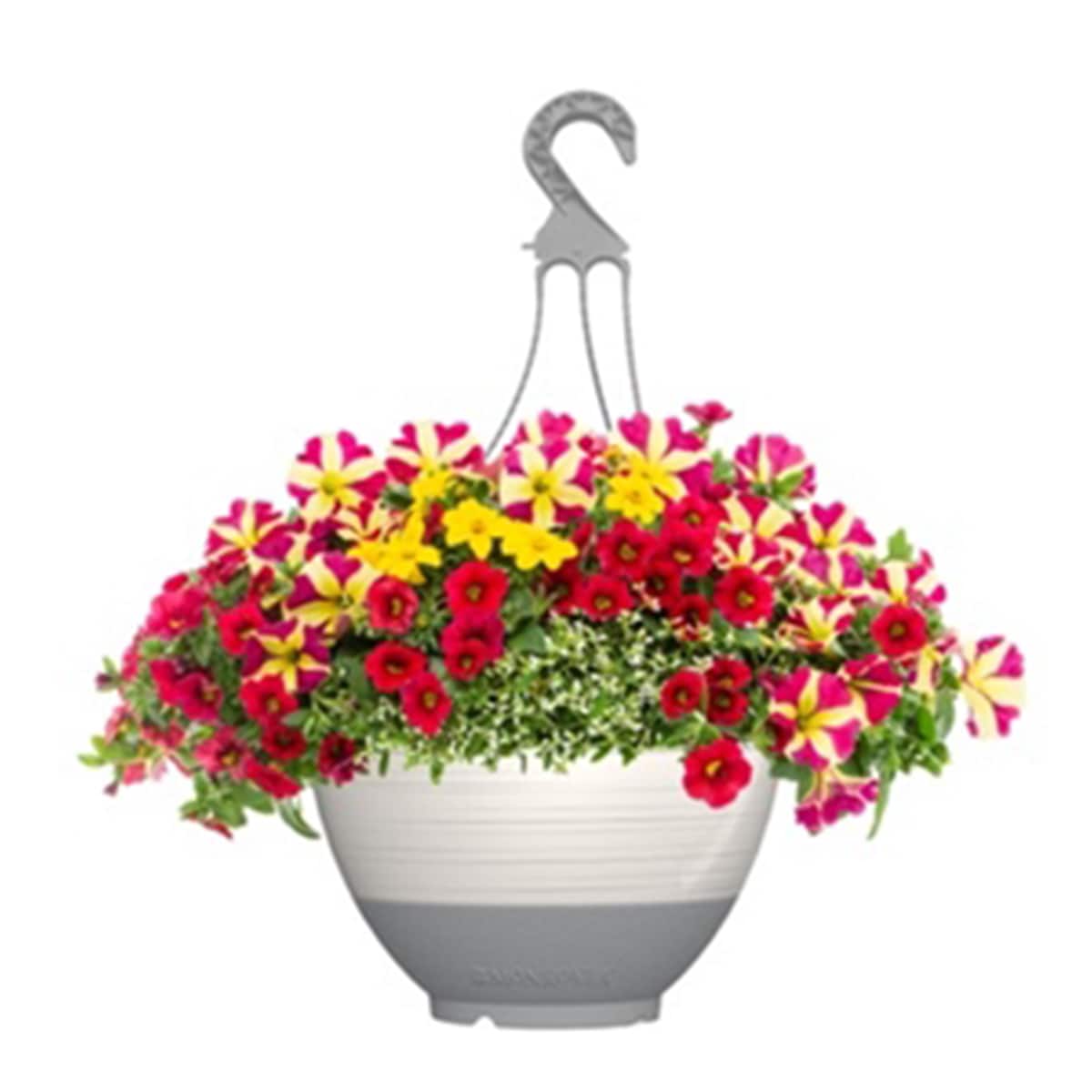 Lowe's NURSERY Multicolor Color Magic in 2.50 Gallon(s) Hanging basket