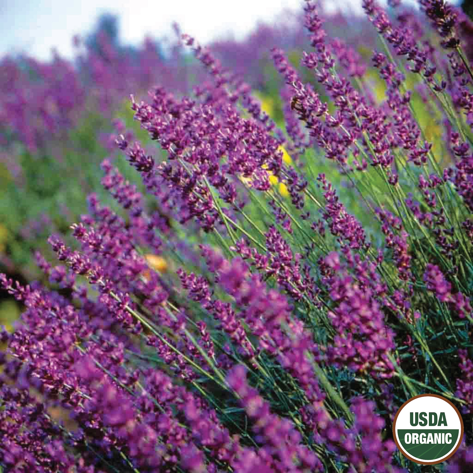 Ferry-Morse LC25.9569 Vegetable-Herb-Seeds - View #3