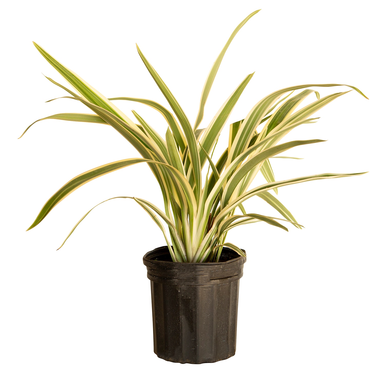 Flowerwood 1367Q-1 Blue Silver Streak Dianella Flax Lily Plant in 2.5 -Quart Pot 1 -Pack