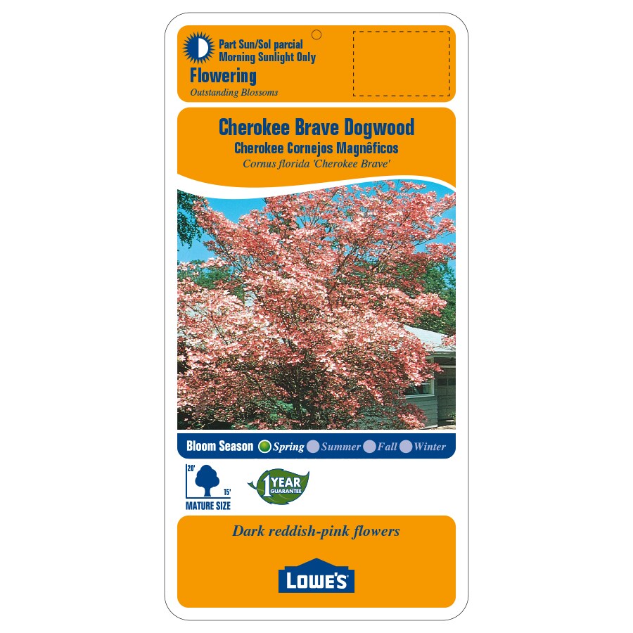 Lowe's Pink Flowering Cherokee Brave Dogwood In Pot (With Soil) in the ...