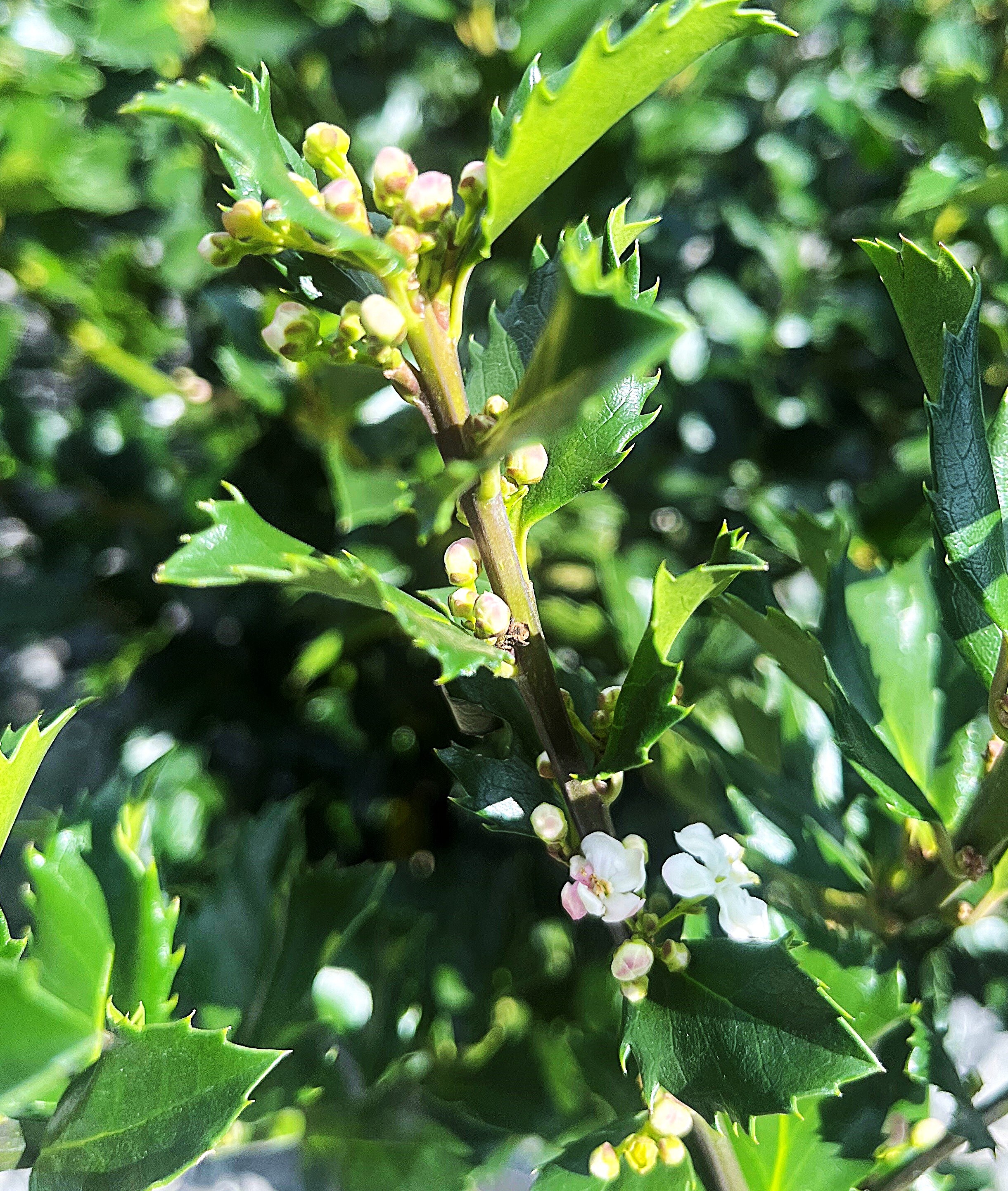  O475001 shrubs - View #3
