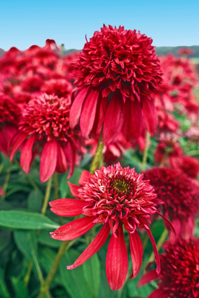 Spring Hill Nurseries 67446 perennials - View #4