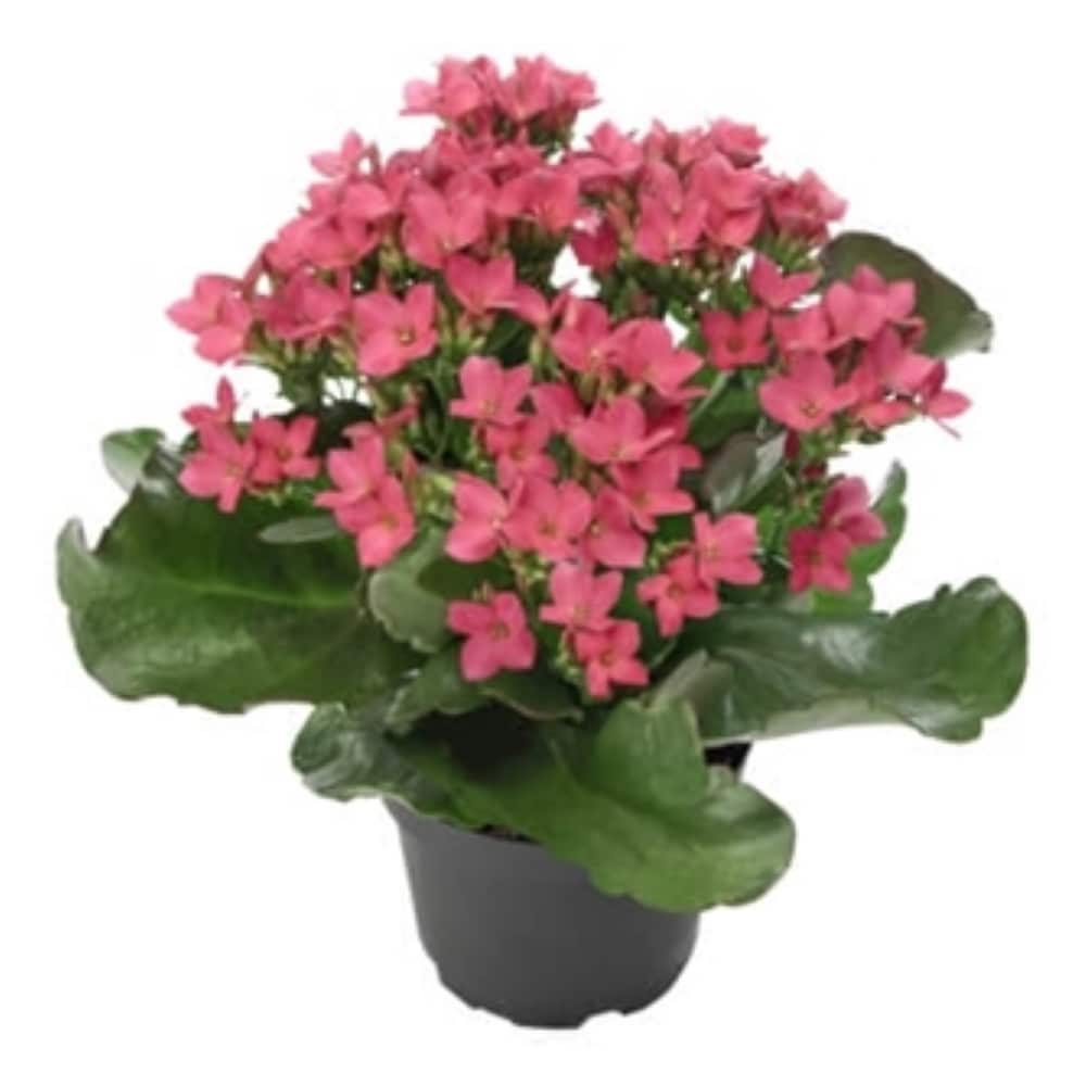 Lowe's NURSERY annuals - View #2