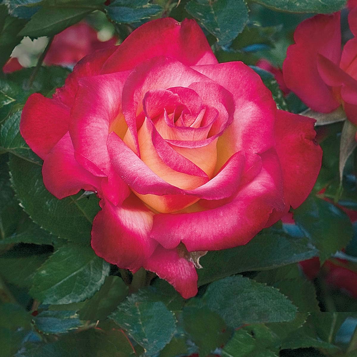 Gallon(s) Flowering Dick Clark Grandiflora Rose Roses at Lowes.com