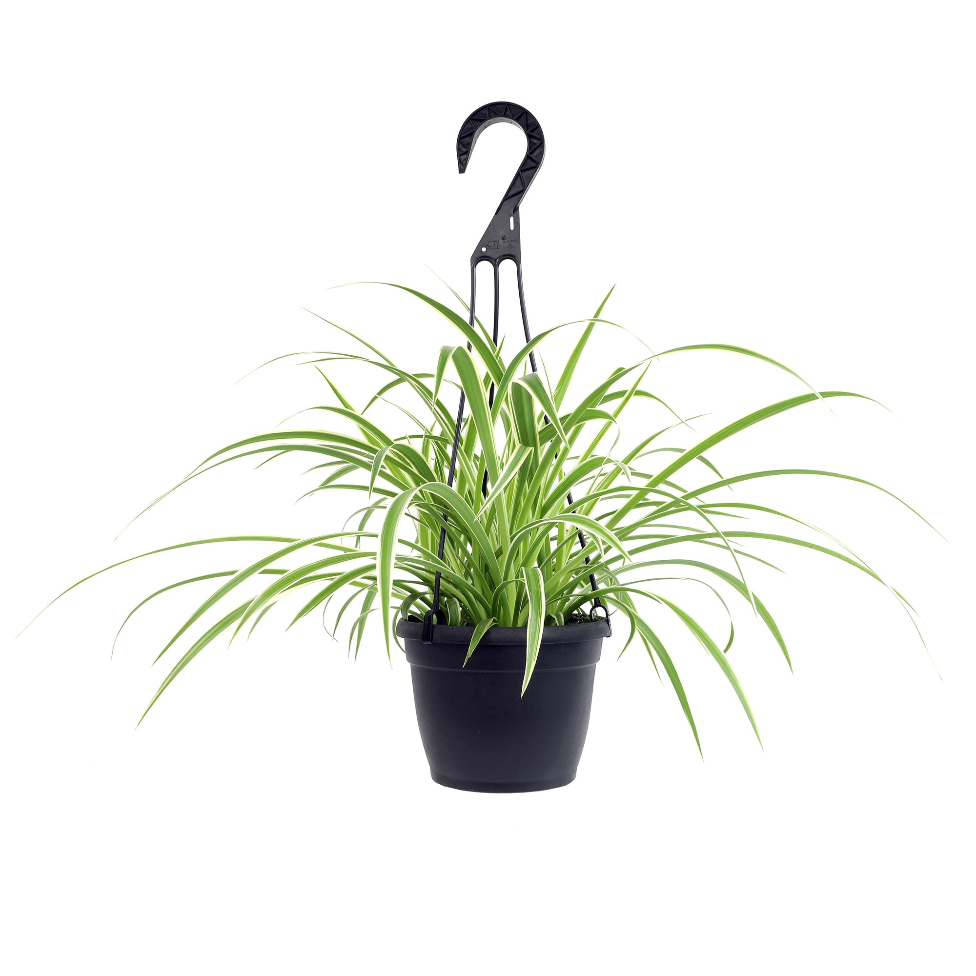 Lowe's NURSERY Spider Plant House Plant in 3.2-Quart