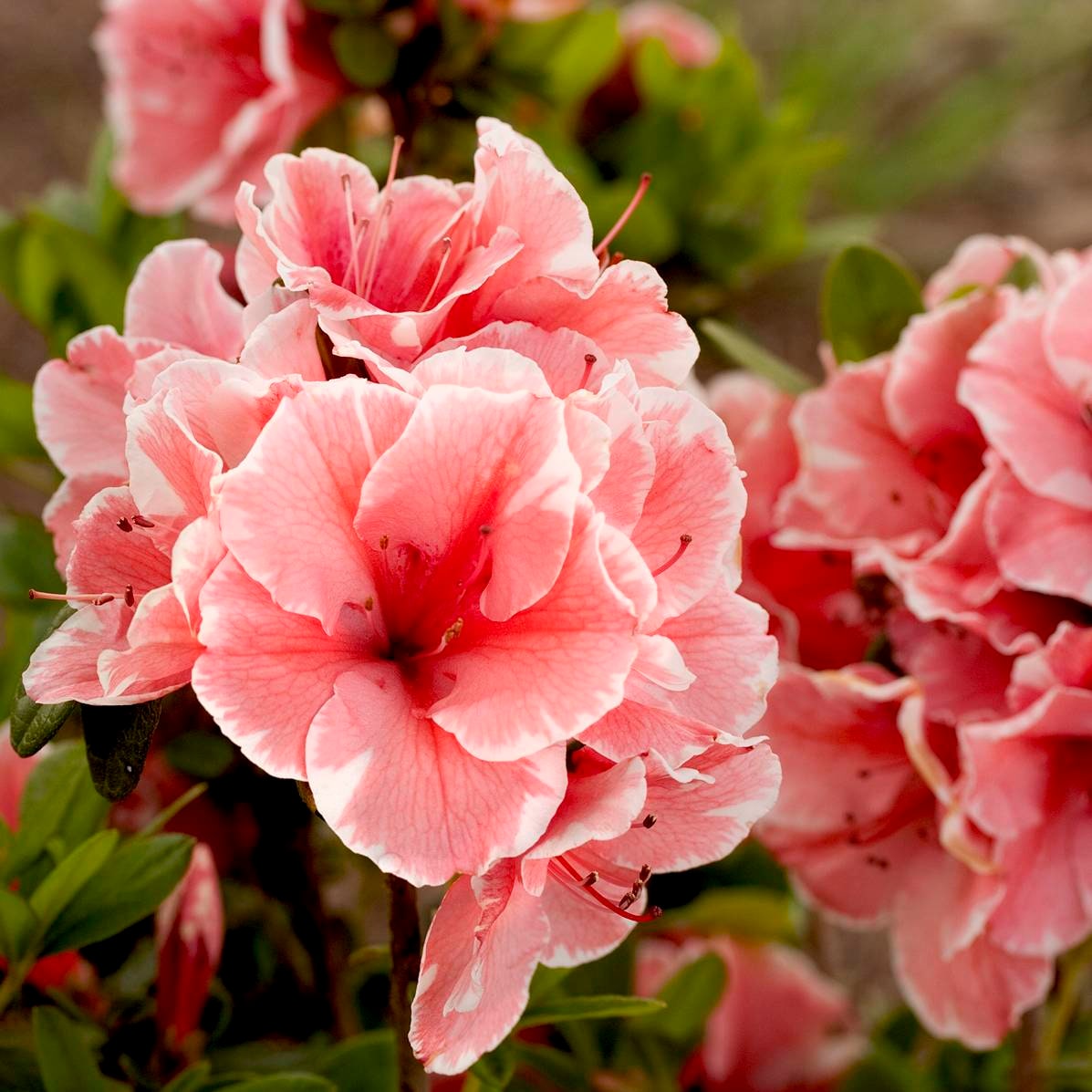 Encore Azalea 80692-2 shrubs - View #2