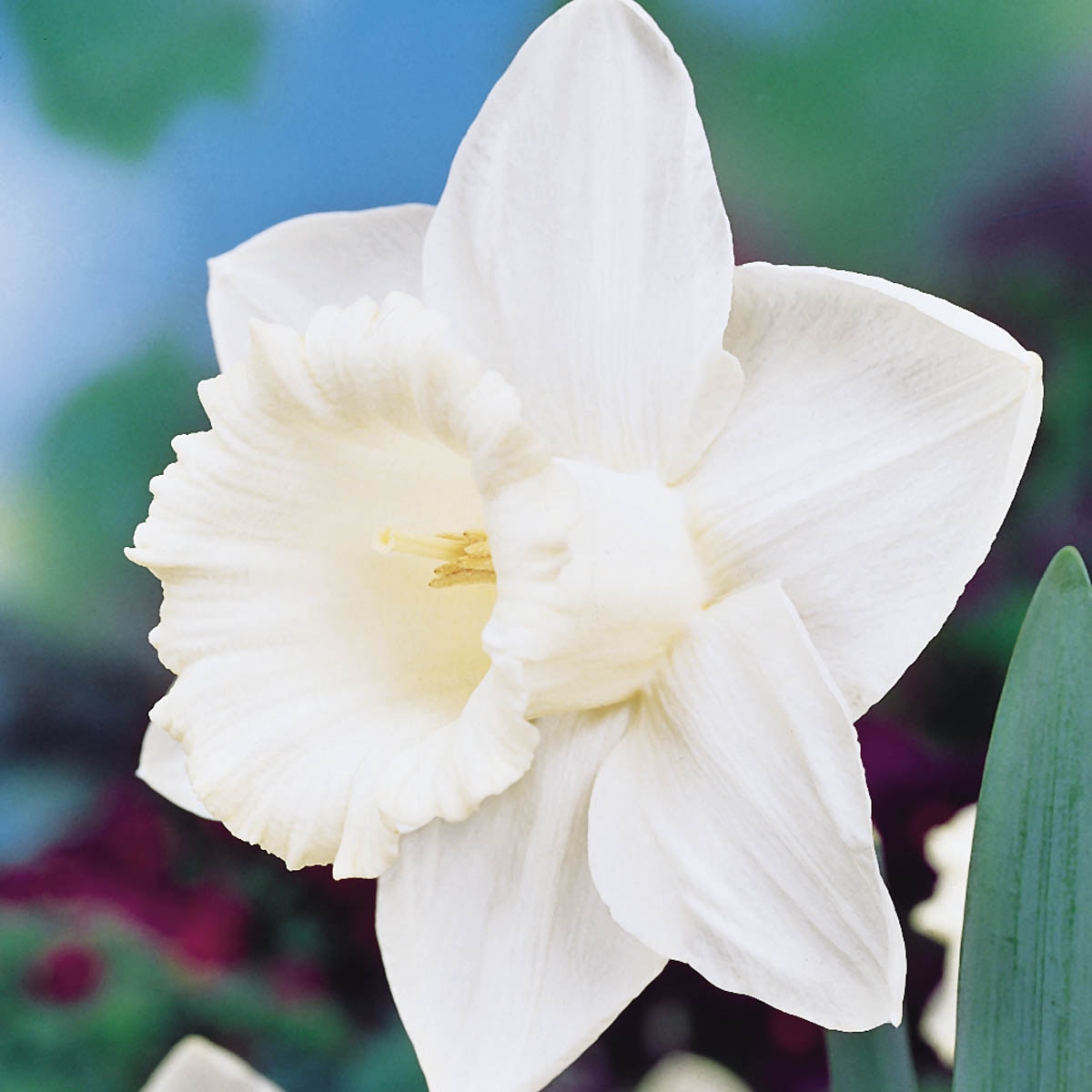 Mount Hood Trumpet Daffodil Spring Flowering Plants, Bulbs & Seeds at ...