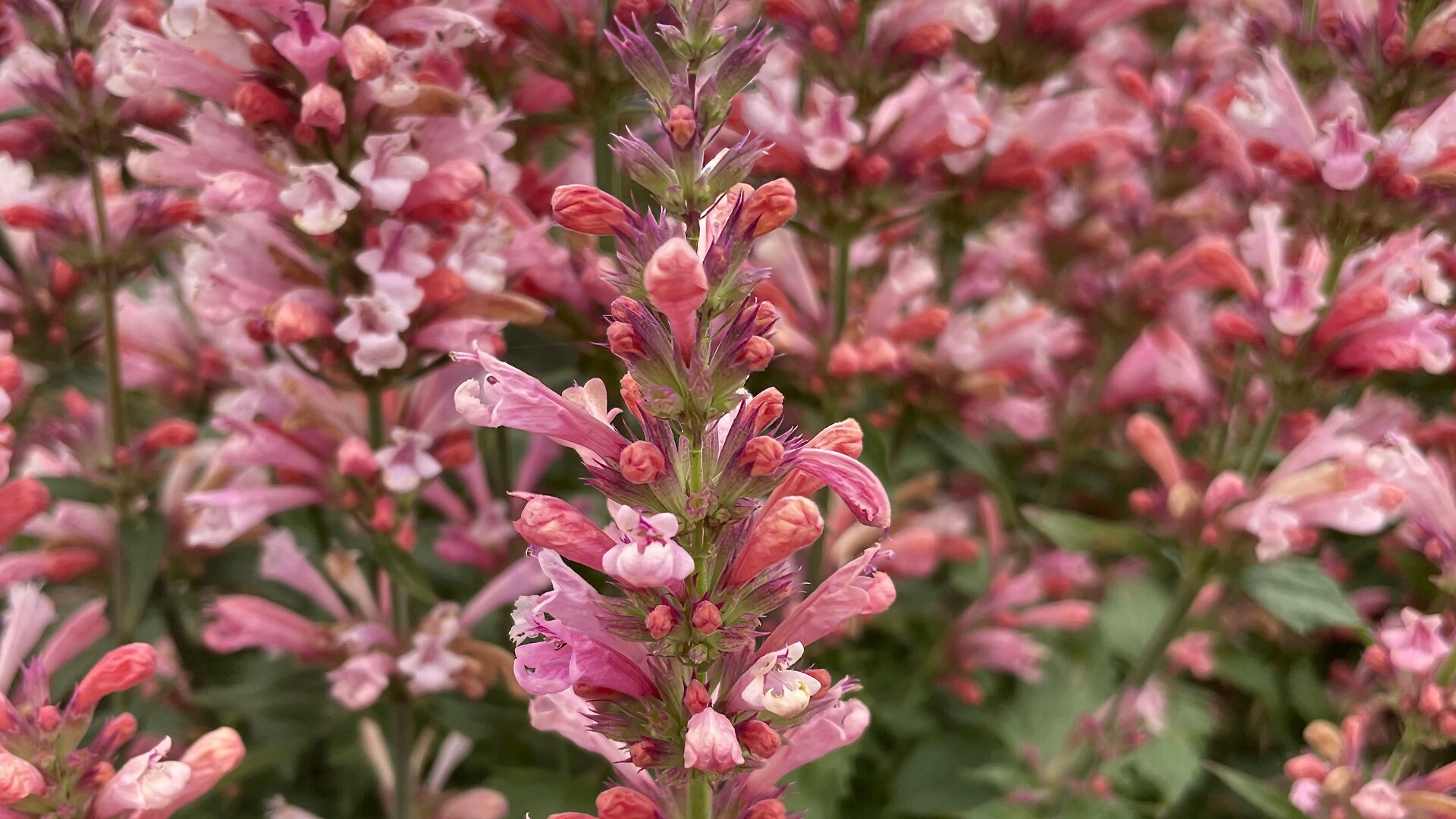 National Plant Network LW1518 perennials - View #4