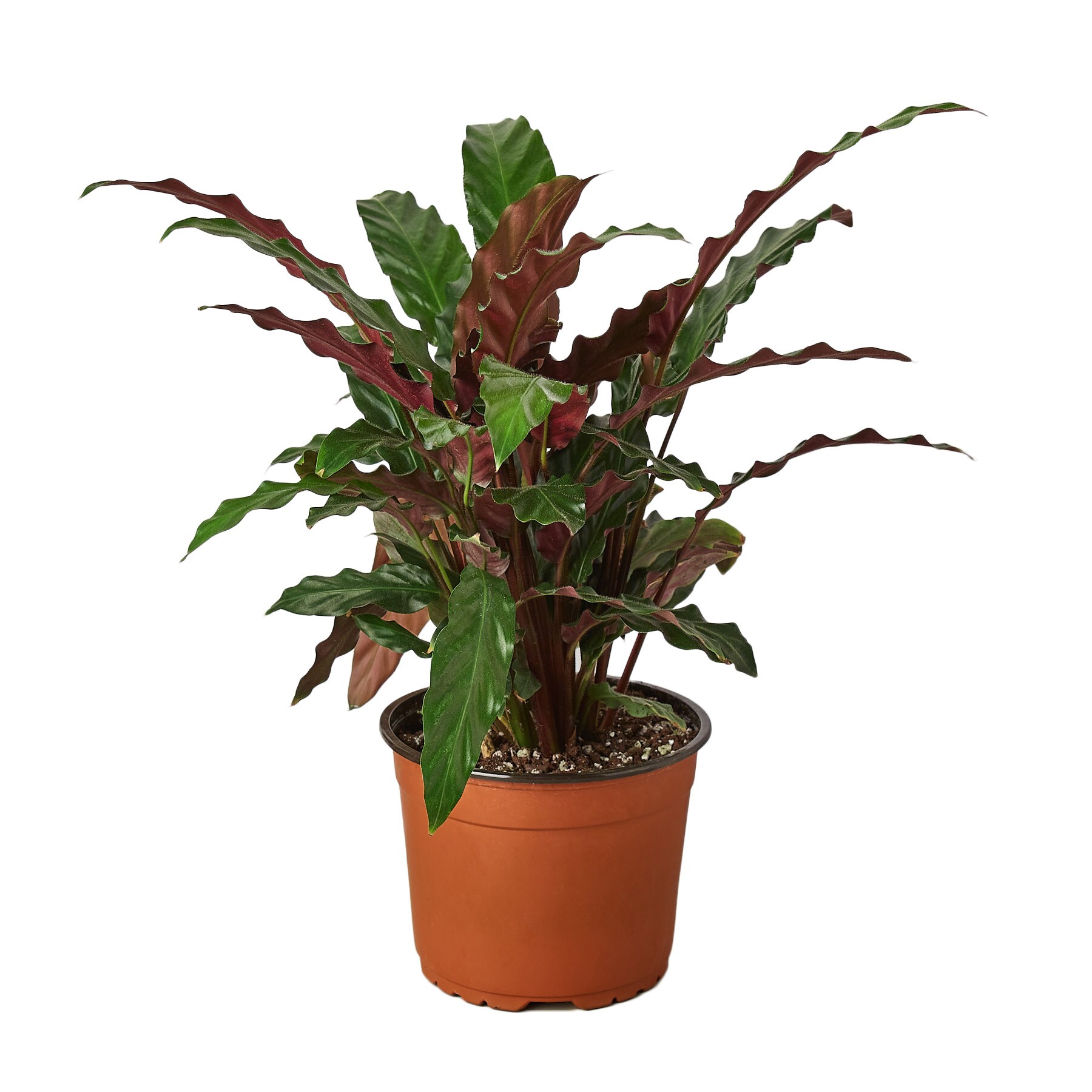 House Plant Shop 6-CALATHEA-FURRY Calathea Furry Feather House Plant in 1-Pack Pot