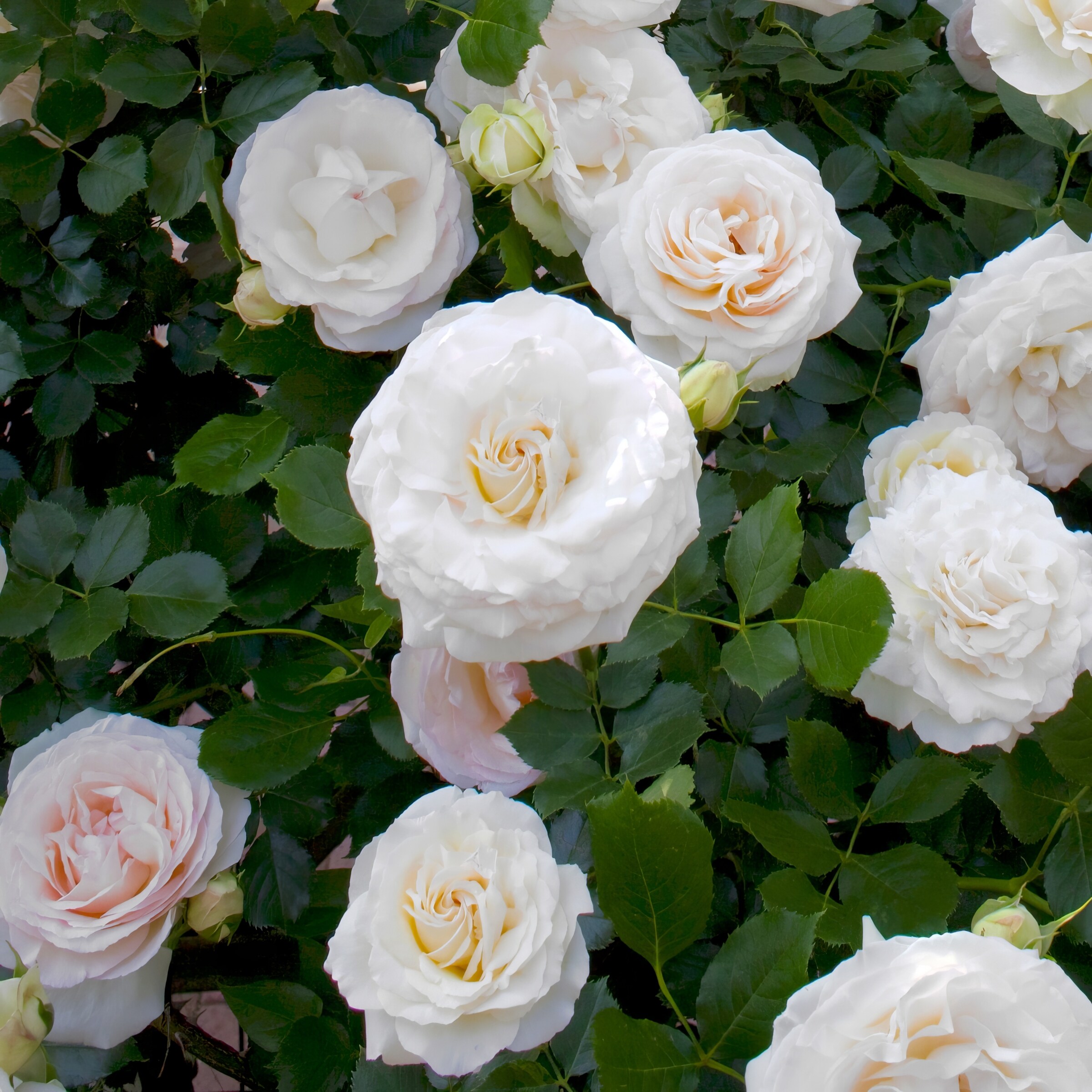 National Plant Network LW1593 roses - View #8