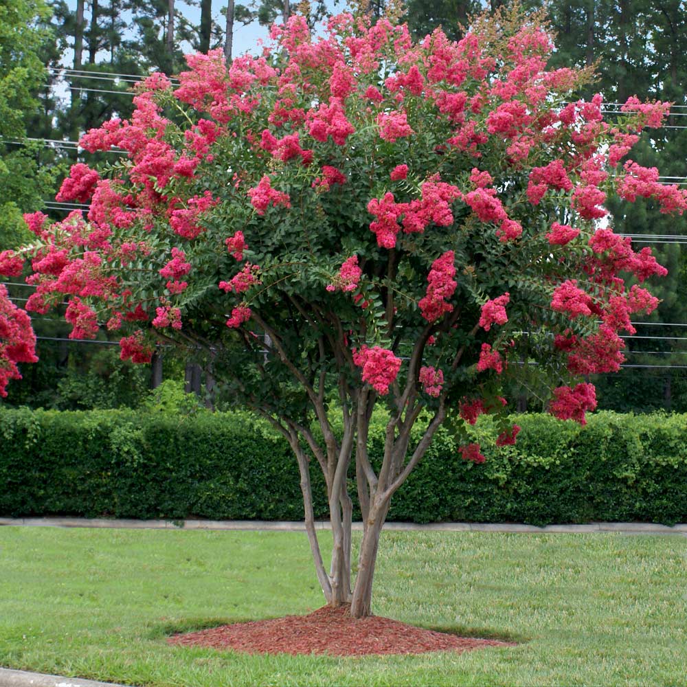 Brighter Blooms 10187 trees - View #2