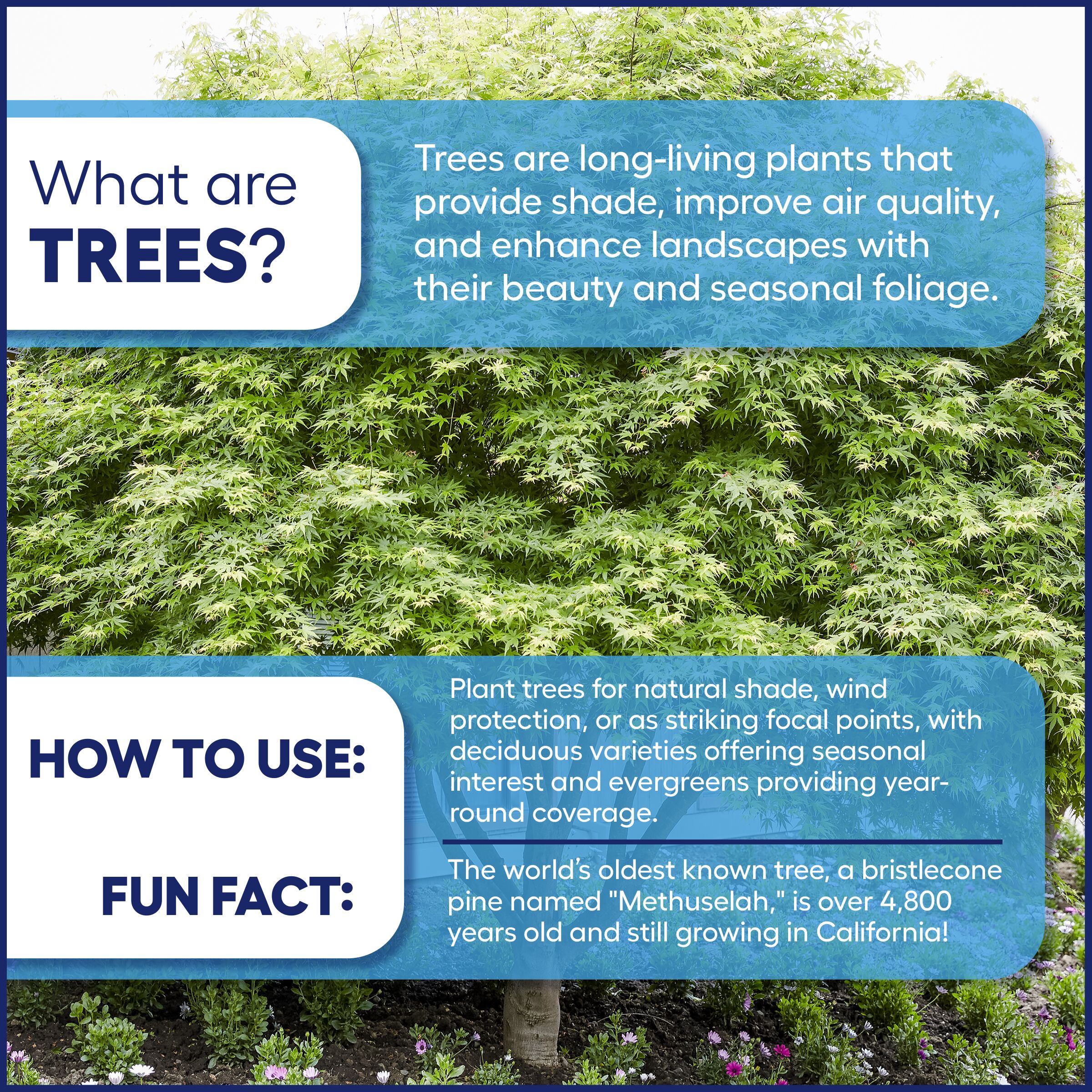 Lowe's 4661418 trees - View #3