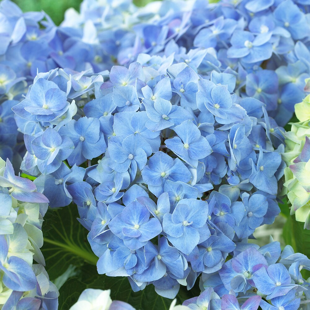 Gurney's Seed And Nursery Blue Heaven Hydrangea Flowering Shrub In 1 