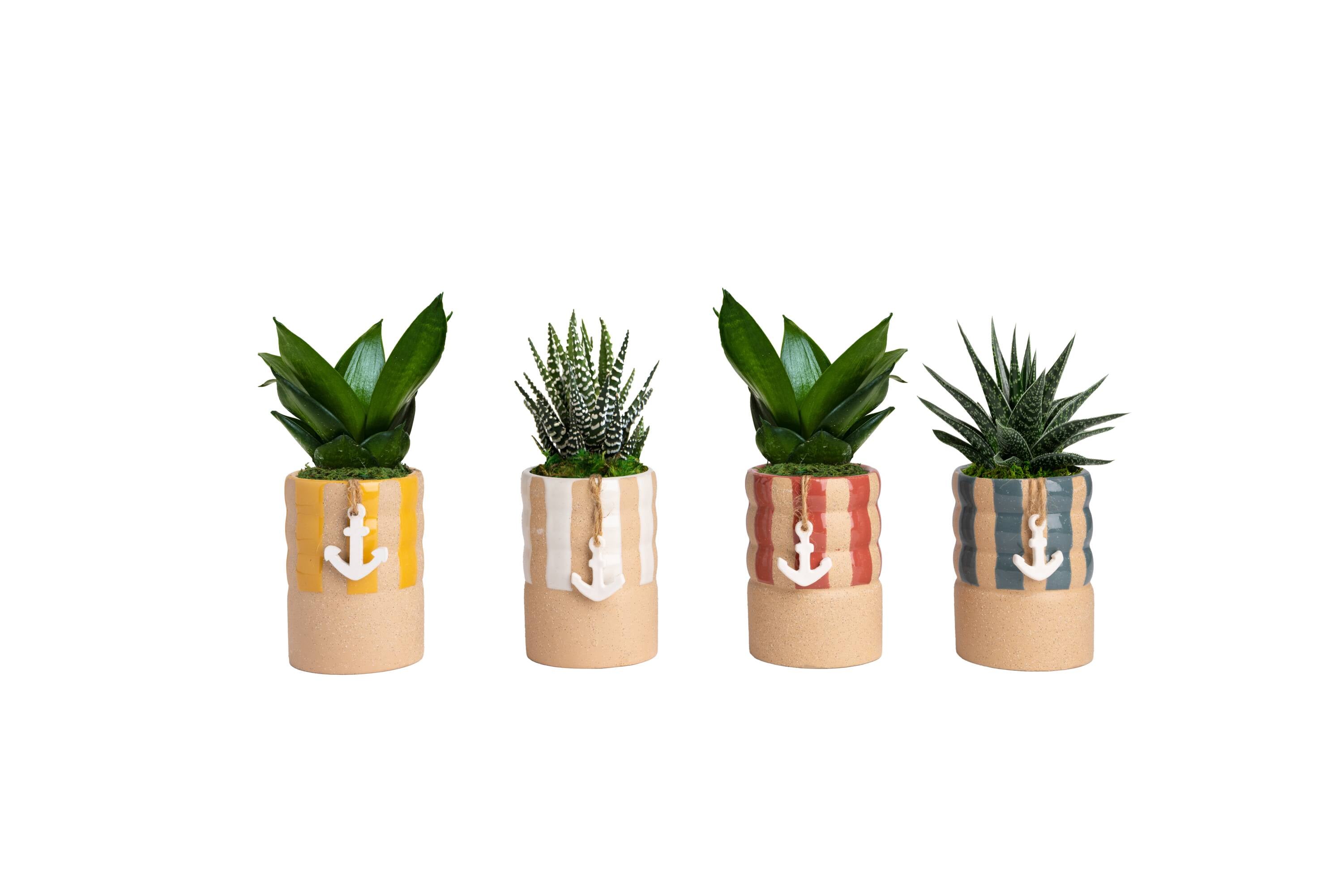 LiveTrends ASB08112 Anchors Away House plant in 12 Ounce(s) Pot 1 -Pack