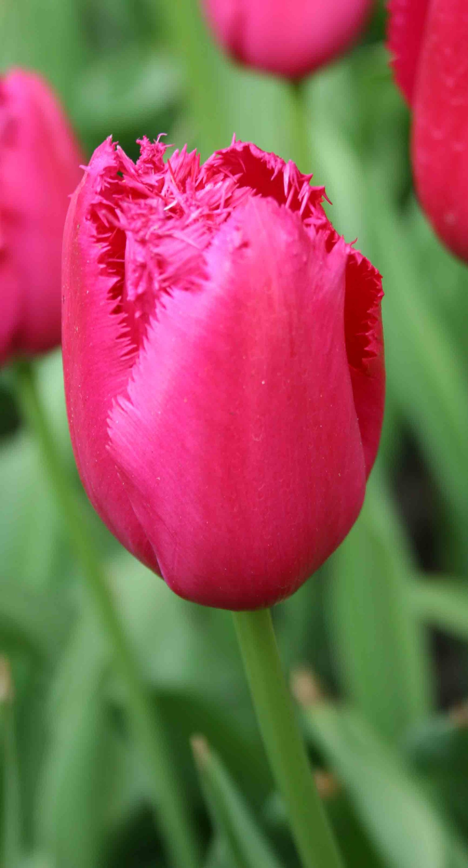  20.23519 Red Burgundy Lace Fringed Tulip Bulbs