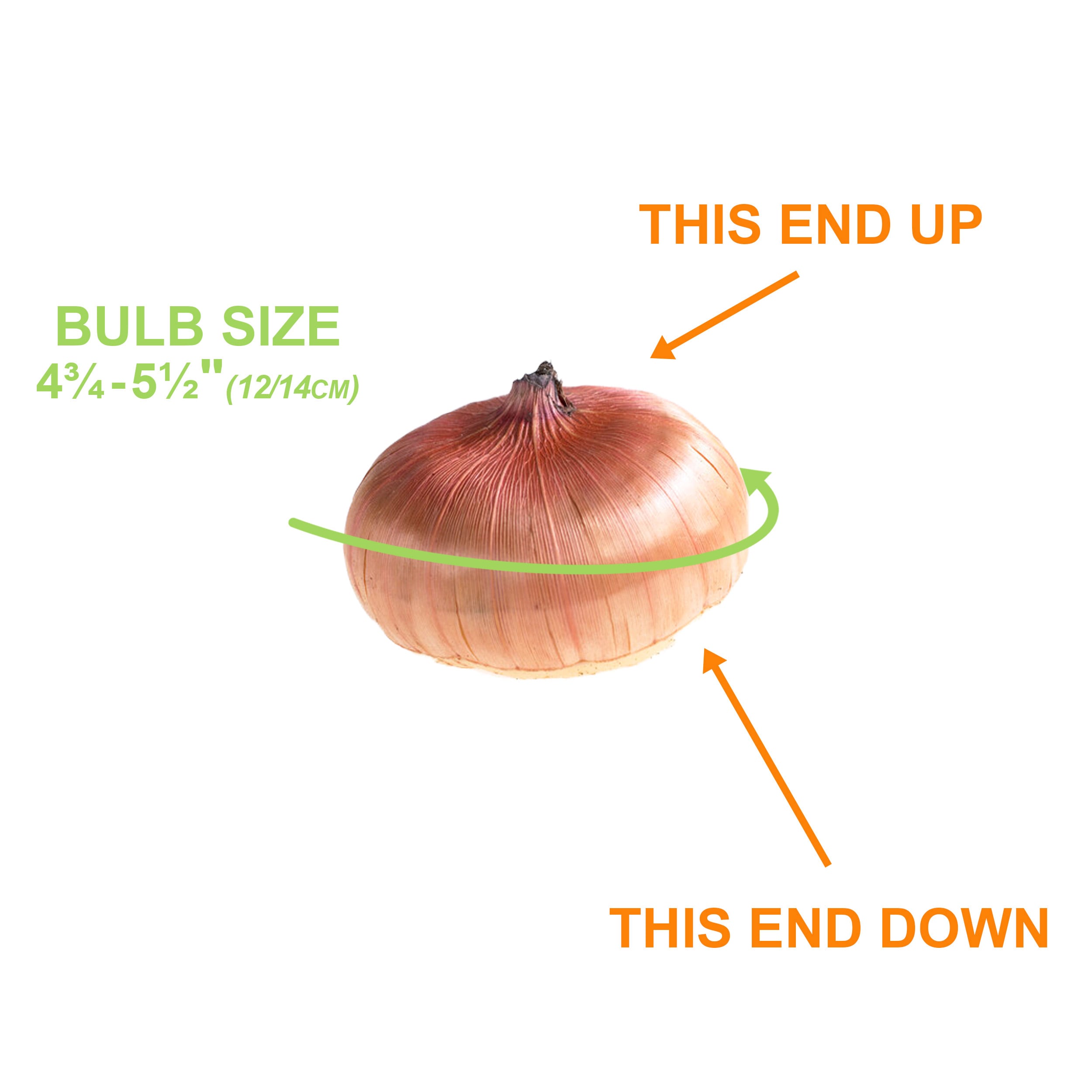 Garden State Bulb ECS-174-30-01 Plant-Bulbs - View #3