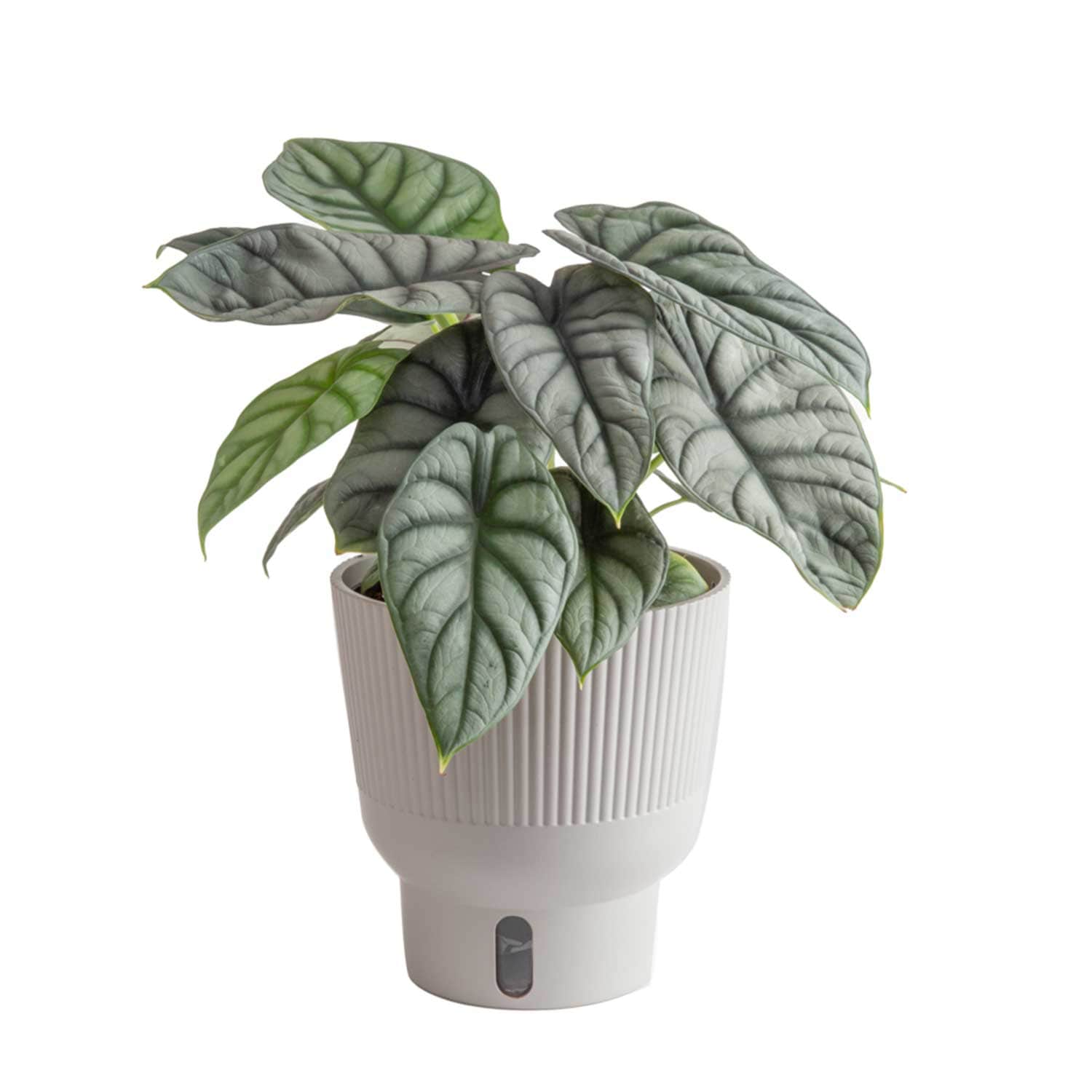 Costa Farms M-ASD-P-WHT-01-LW Trending Tropicals Alocasia Silver Dragon House plant in 6 Inch(es) Self-watering pot 1.0 -Pack