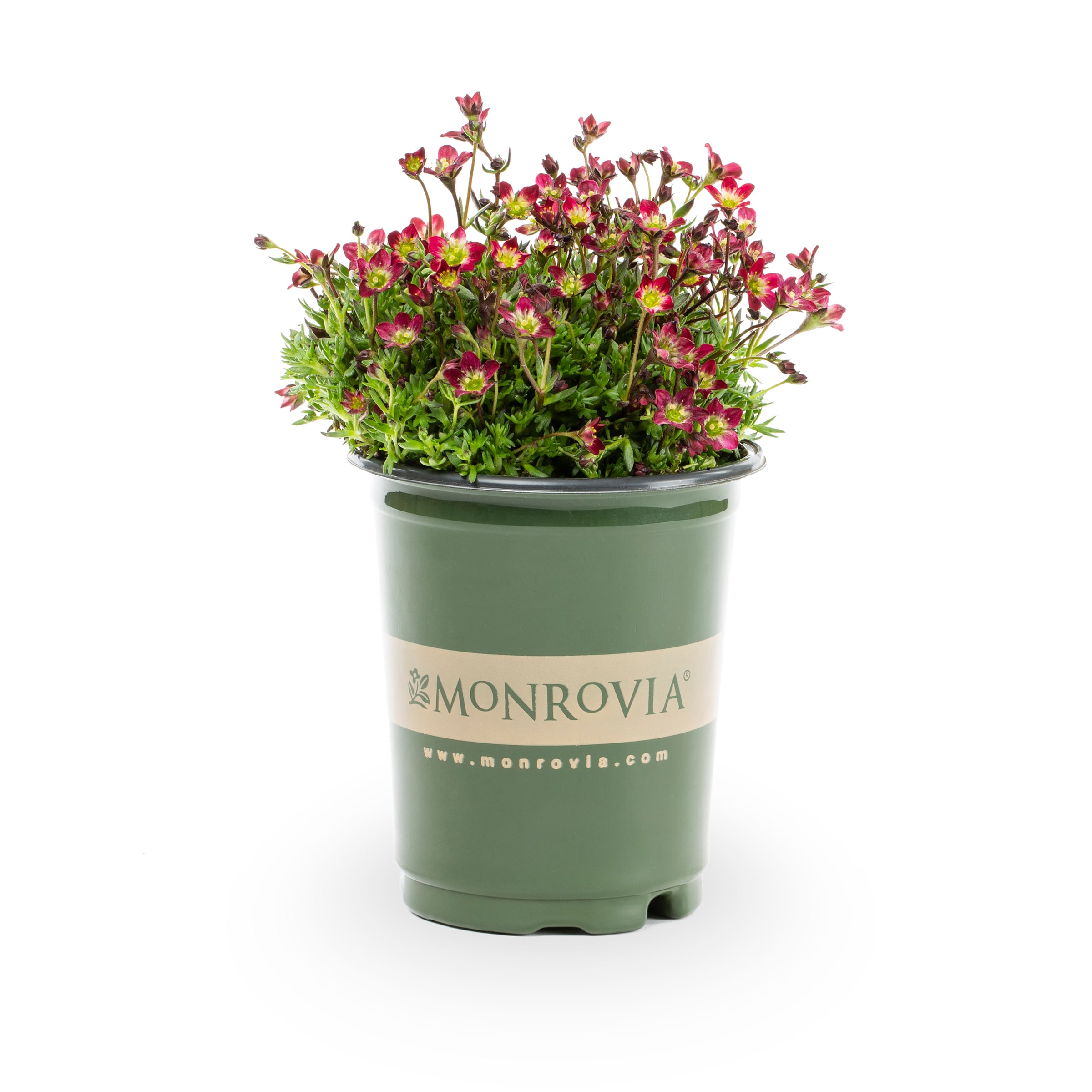 Monrovia Multicolor Touran Scarlet Saxifraga Plant in 1-Quart Pot 