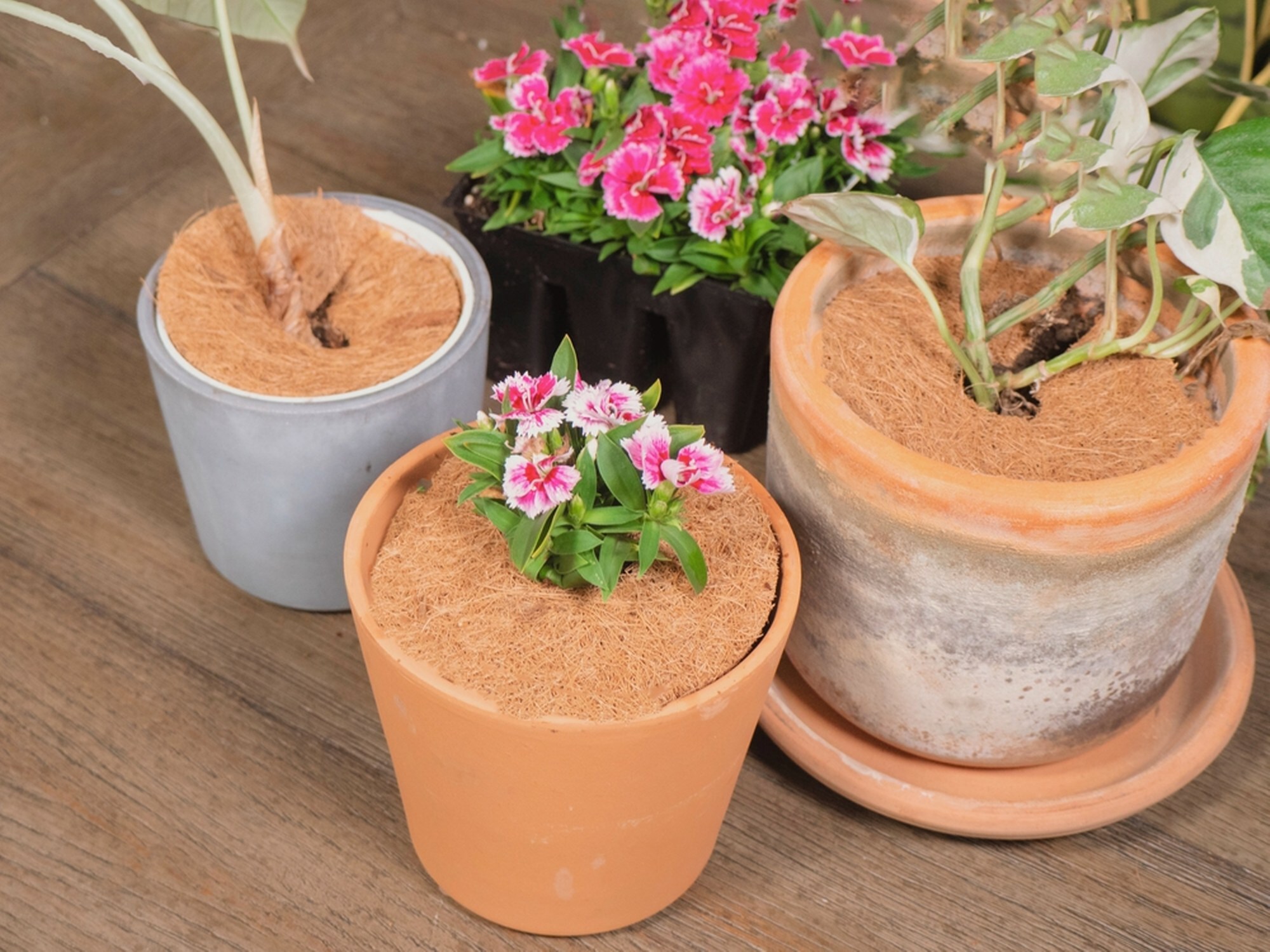 Envelor EN-CWCD-4-20 Rubber-Mulch-Tree-Rings - View #4