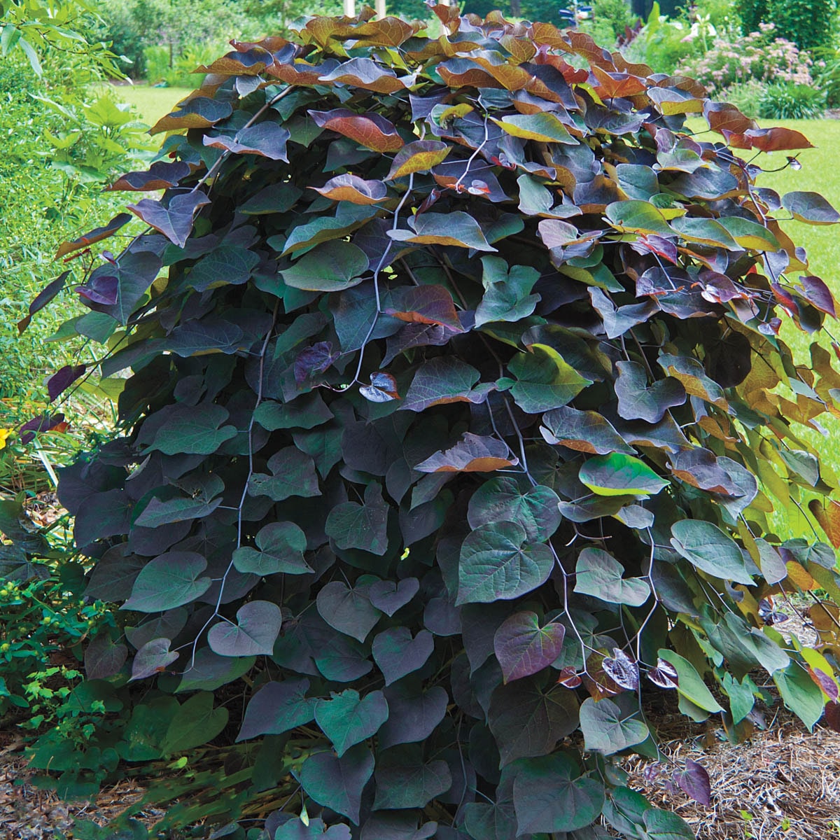 Spring Hill Nurseries 65018 1 Count Red Flowering Tree Ruby Falls Weeping Redbud Bareroot