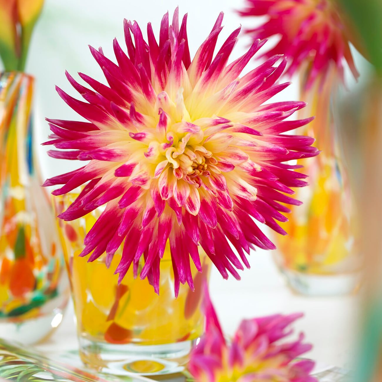 Van Zyverden 84126 Plant-Bulbs - View #3