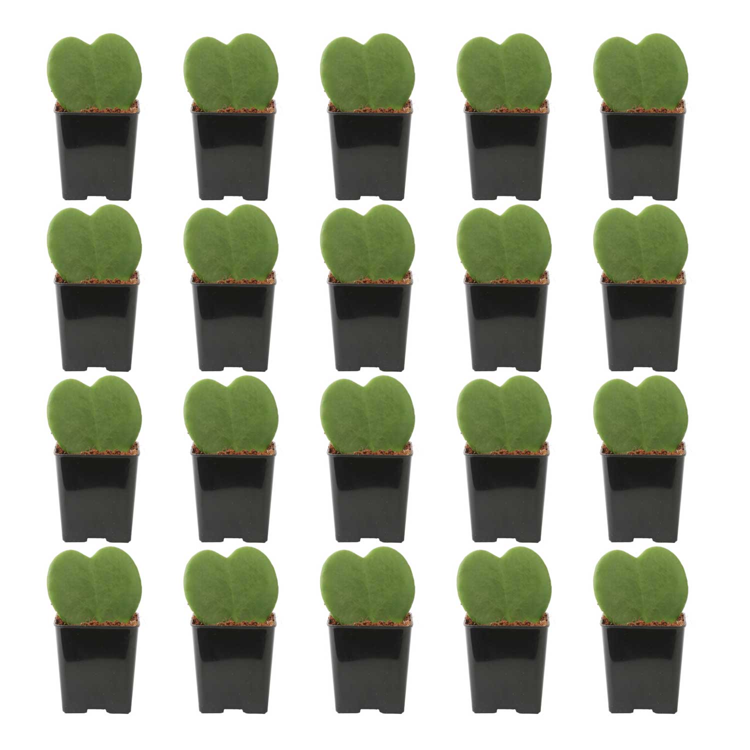 Costa Farms S-HOY-P-PPG-20-LW 20-Pack Sweetheart Hoya in 2.5-in Pot