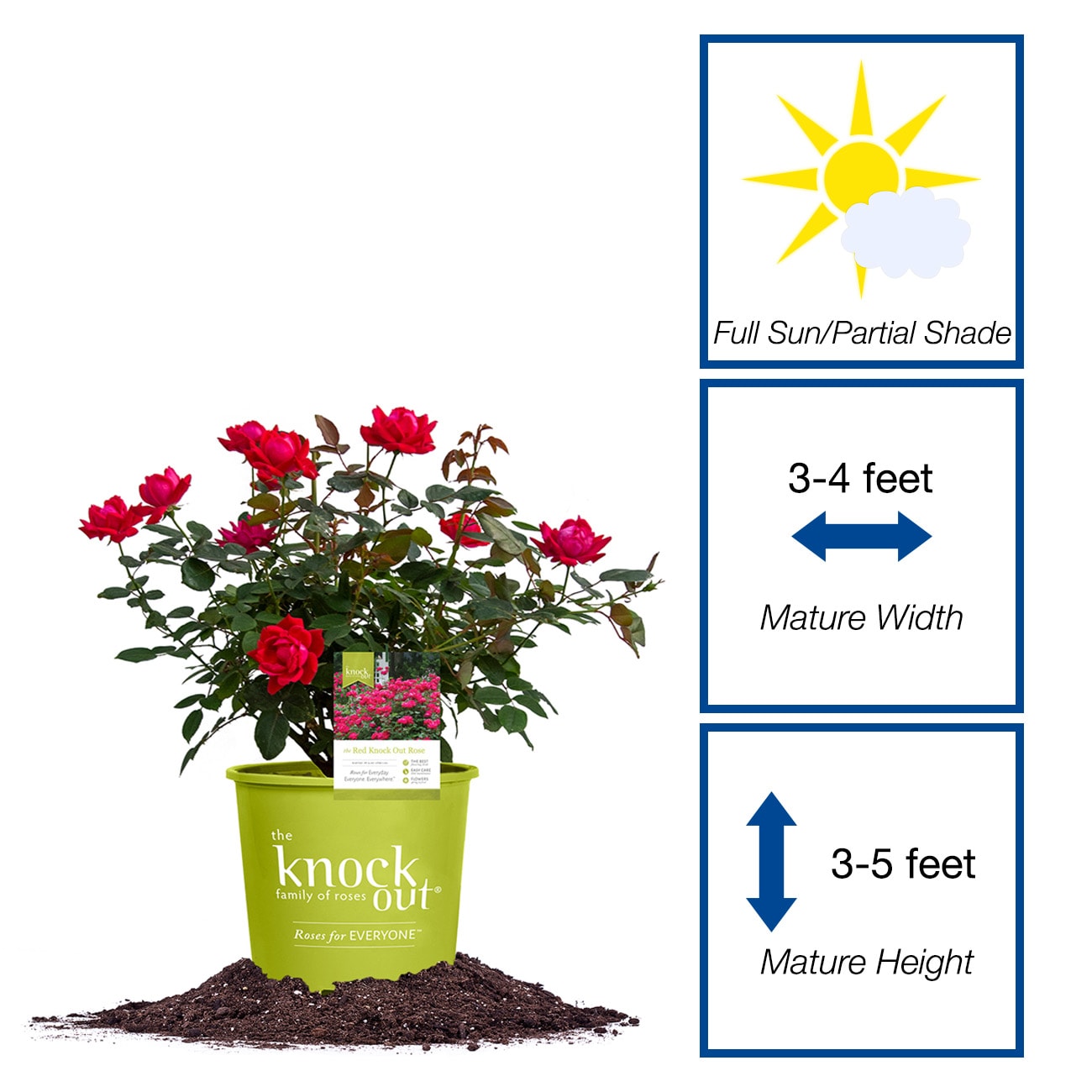 Perfect Plants LOREDKOROSE1G roses - View #2