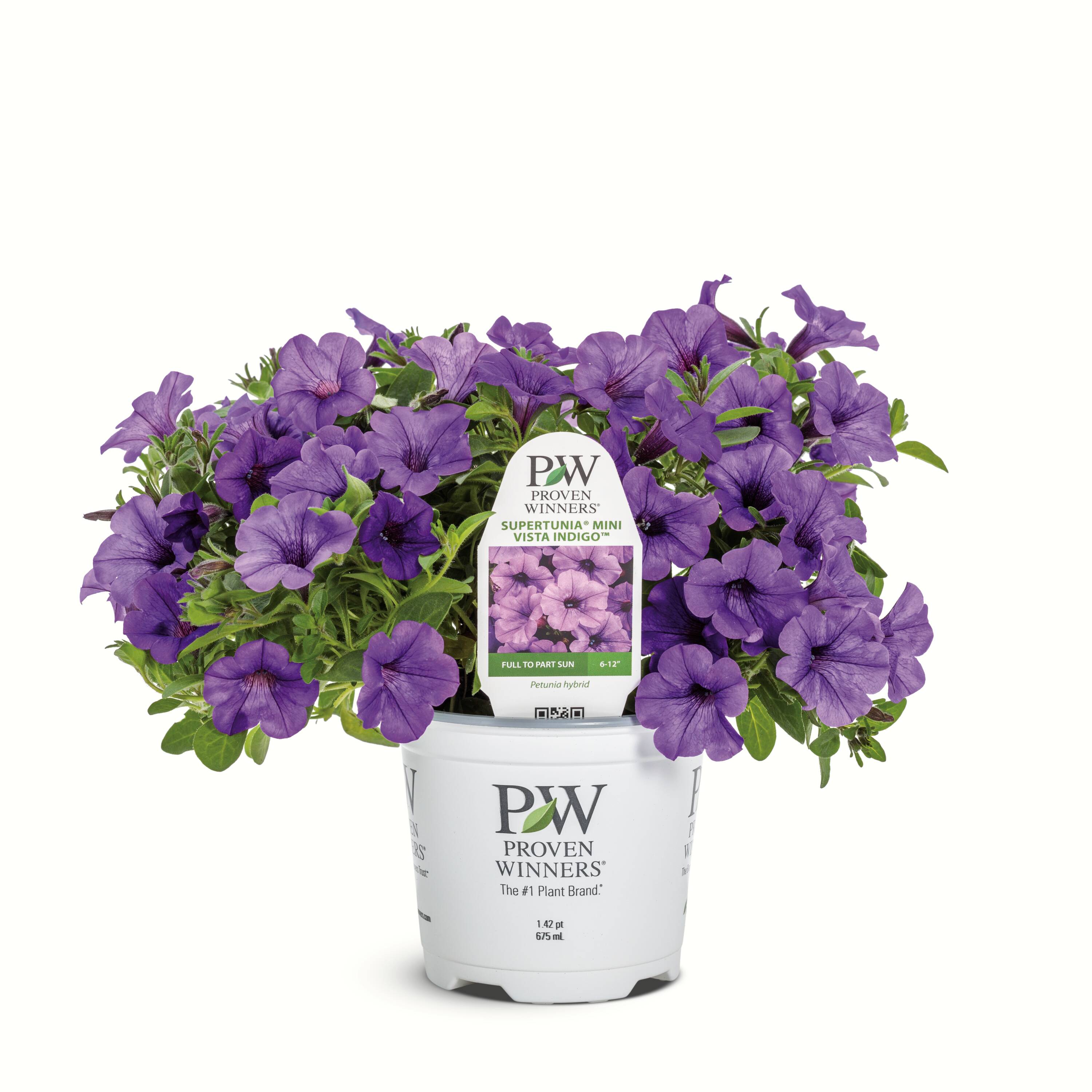 Proven Winners 5199148 Purple Petunia in 1.5 Pint Pot 1 -Pack
