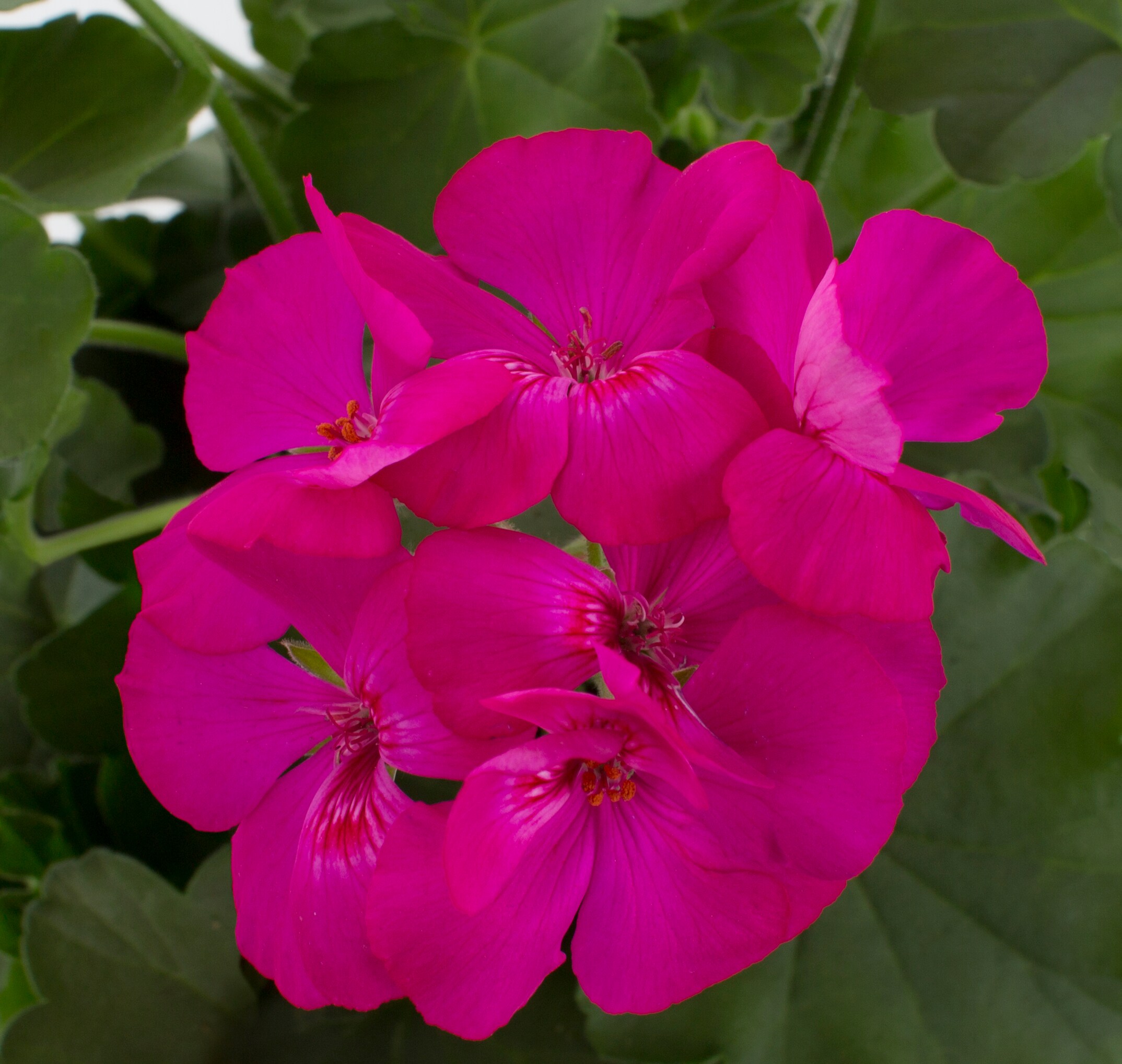 Monrovia 78980 annuals - View #2