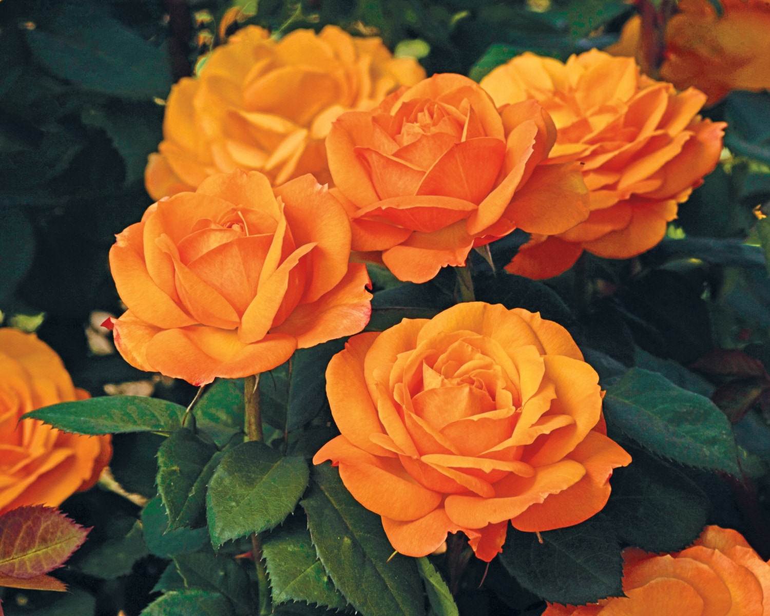 Spring Hill Nurseries 85031 roses - View #2