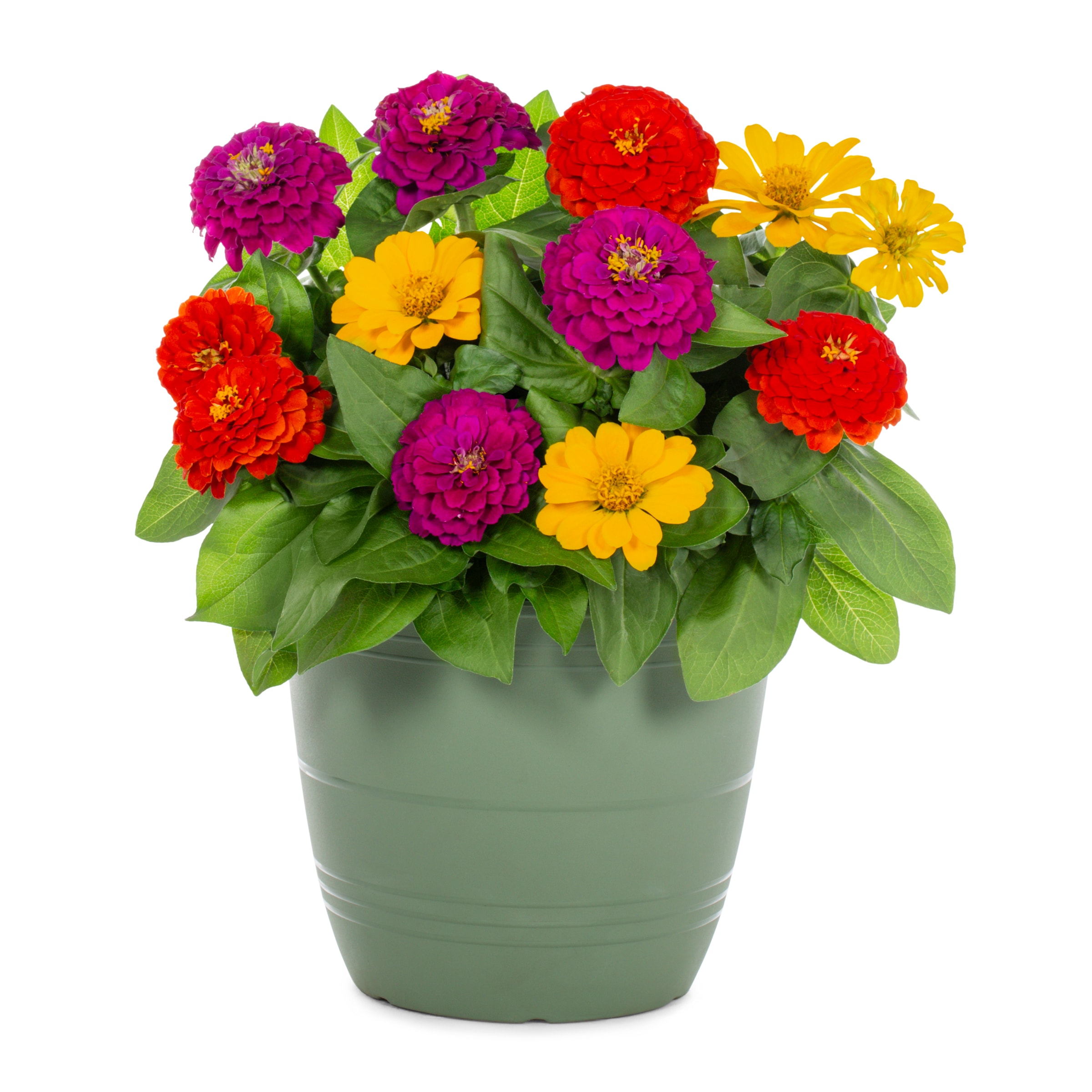 Lowe's NURSERY Multicolor Zinnia in 1.75 Gallon(s) Planter 1 -Pack