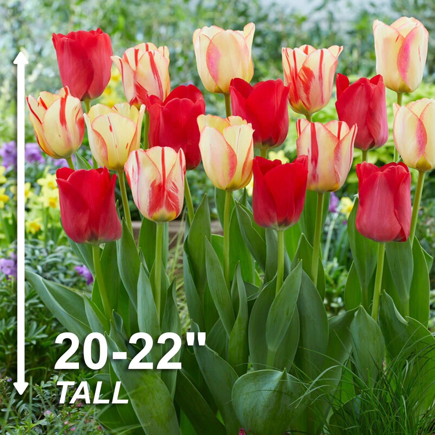Garden State Bulb ECF-137-25-01 Plant-Bulbs - View #3