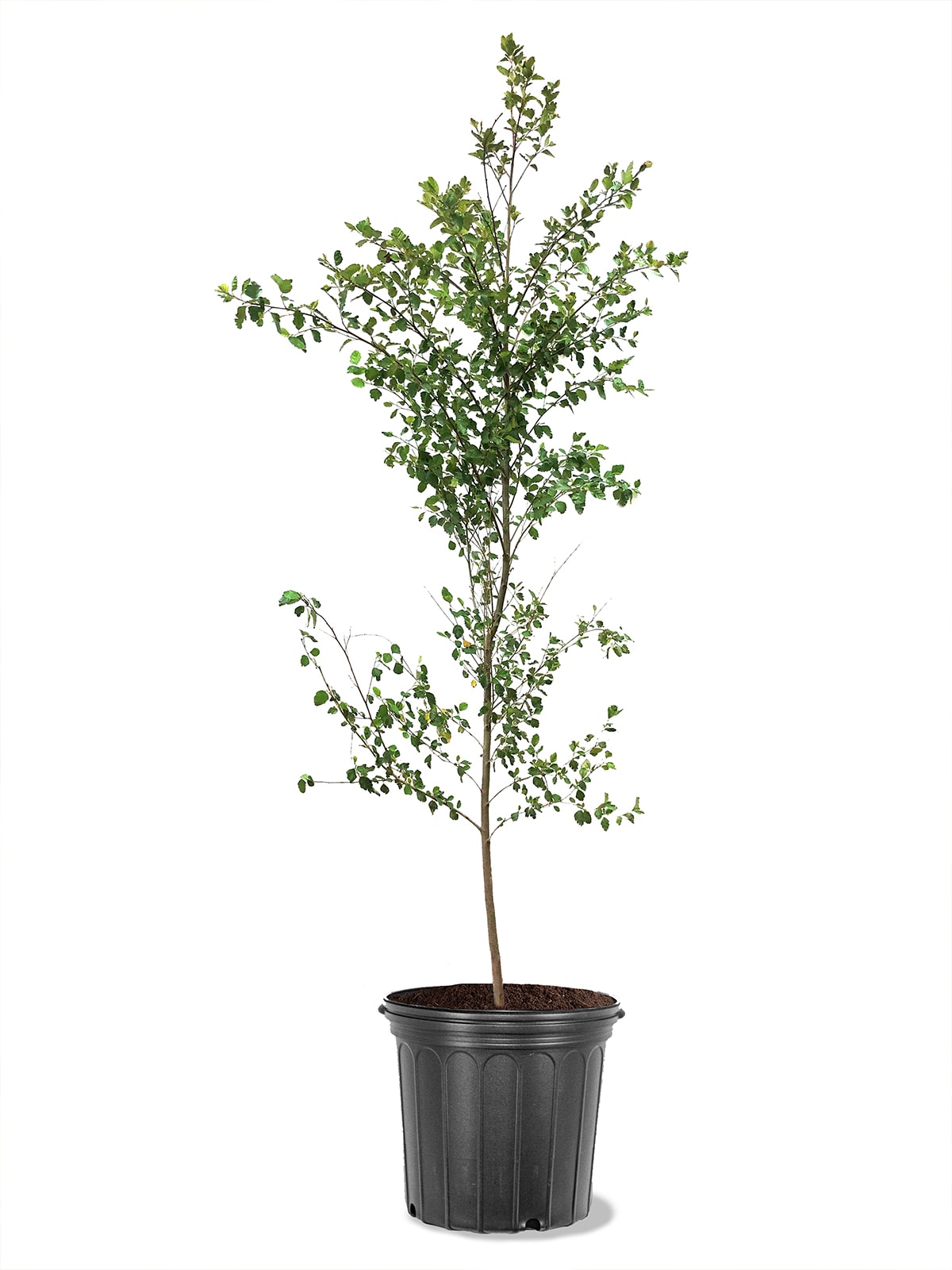 Southern Planters HOREUR05G trees - View #3